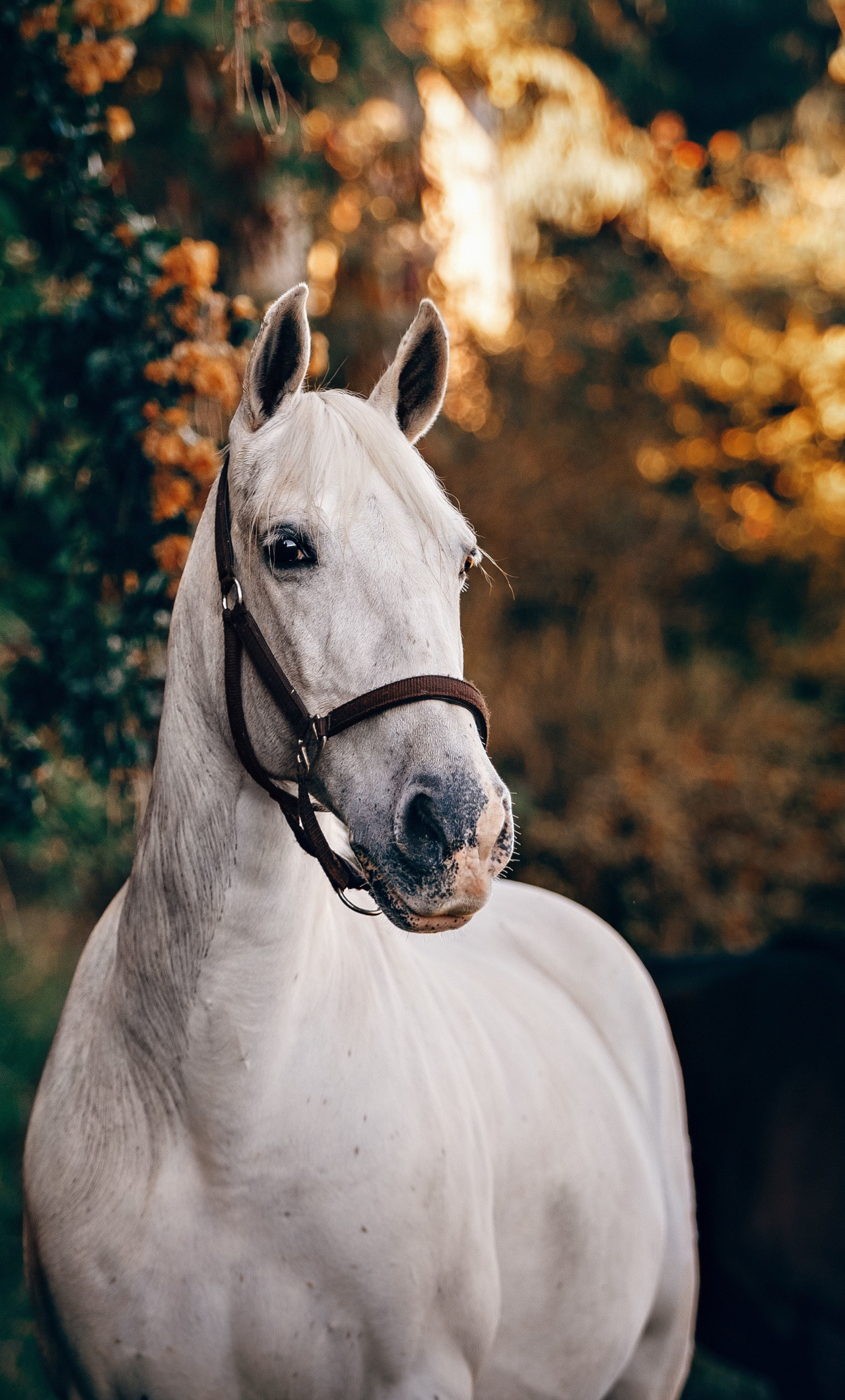 white feline, animal, horse