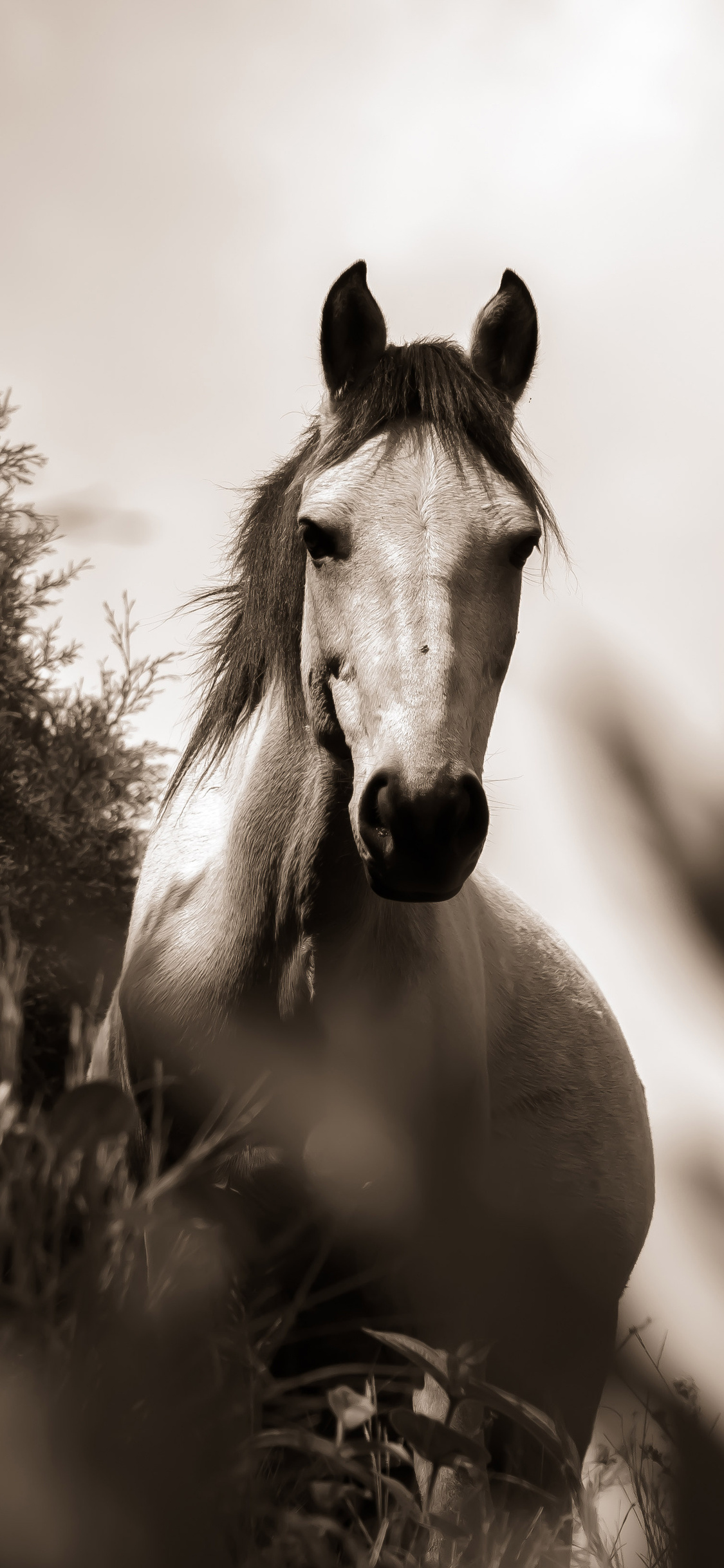 Horse Grayscale iPhone XS