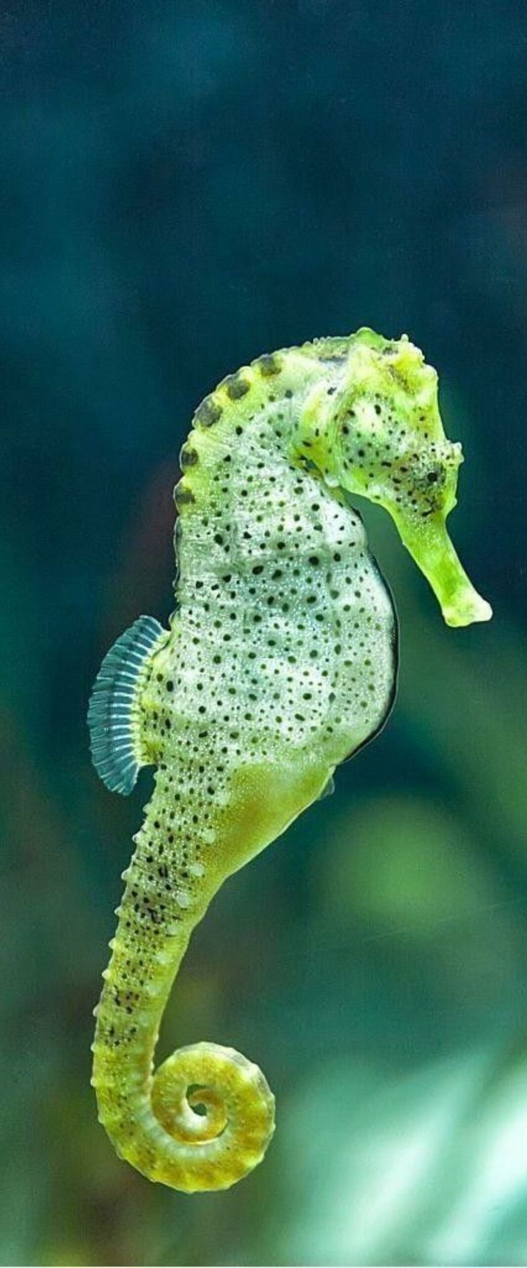 Best Sea Horse iPhone Wallpaper