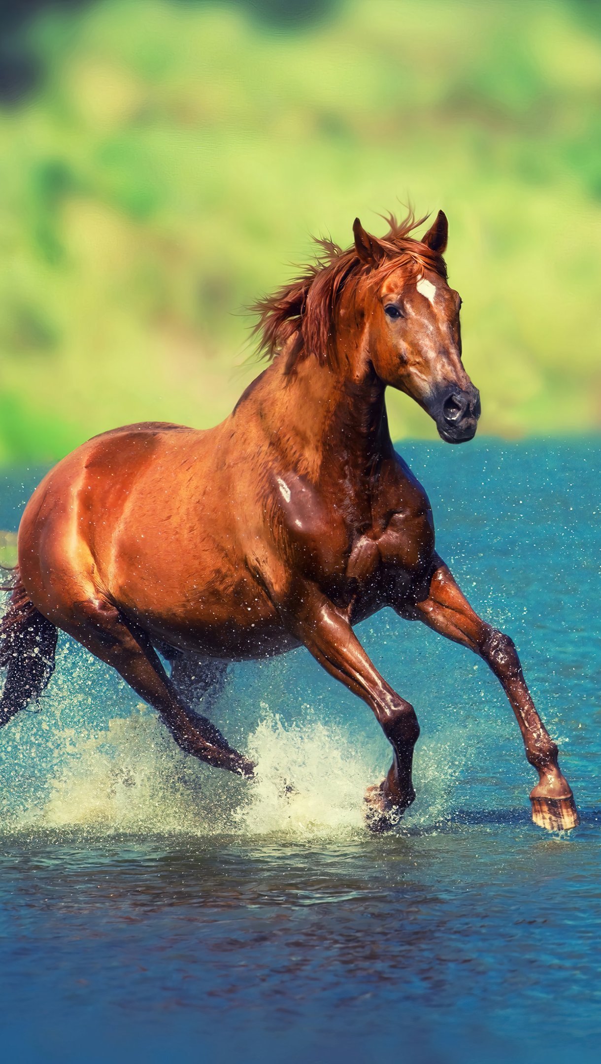 Horse running through water Wallpaper