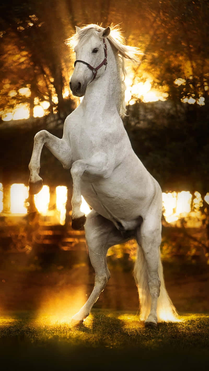 Horse iPhone Wallpaper