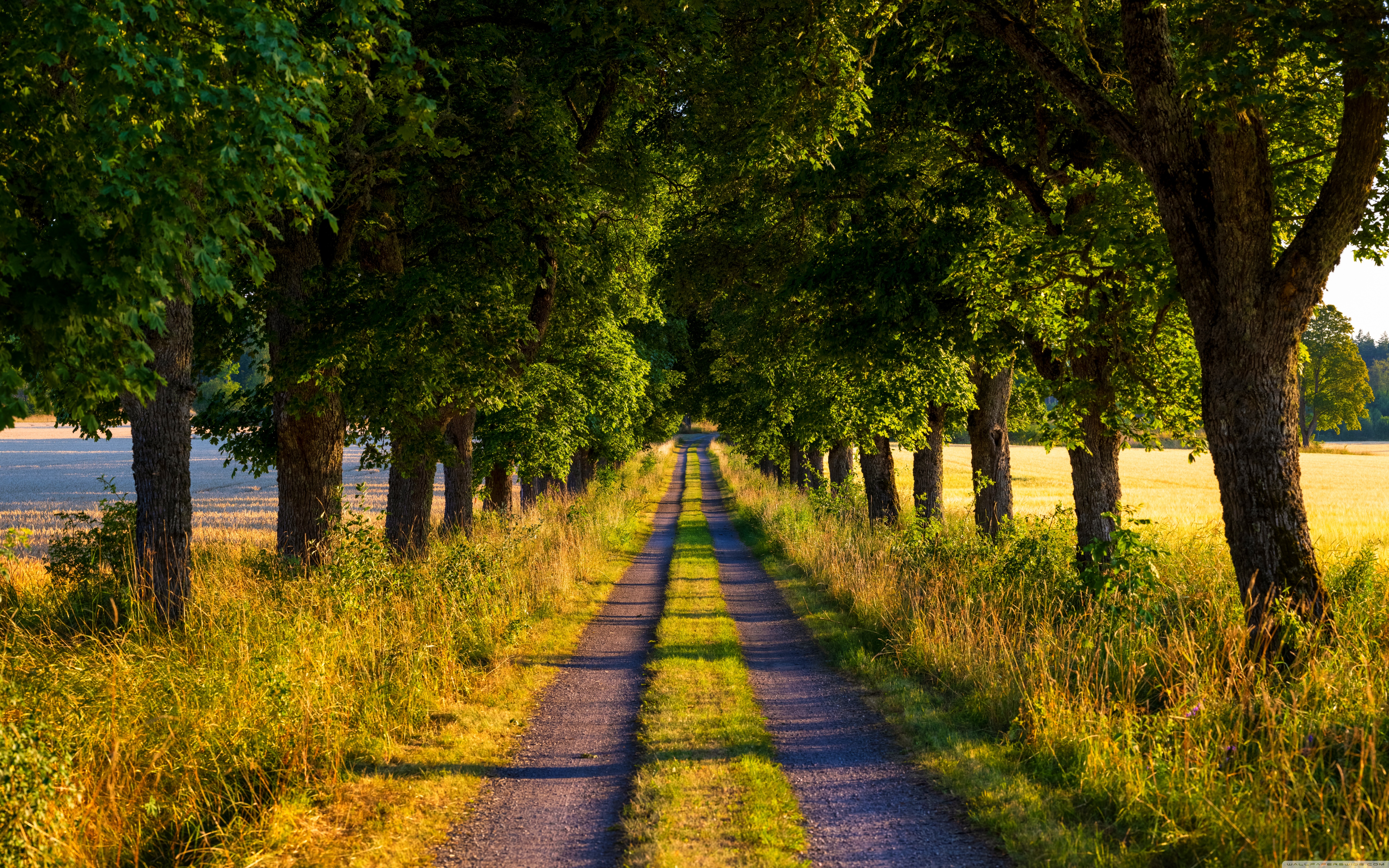 Ultra HD Desktop Background Wallpaper