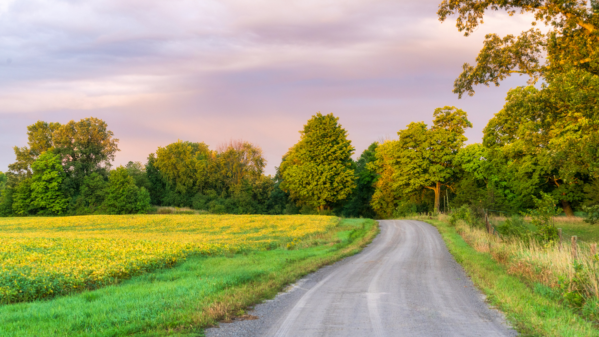 Country Lane under the Pastel Skies