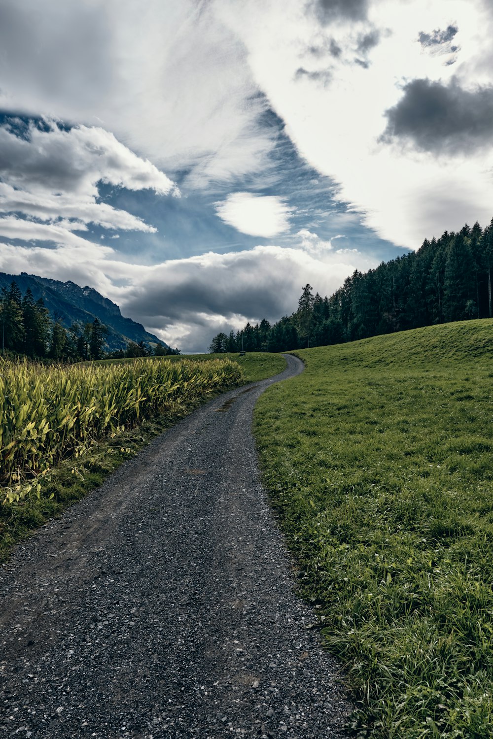 A dirt road going through a lush green
