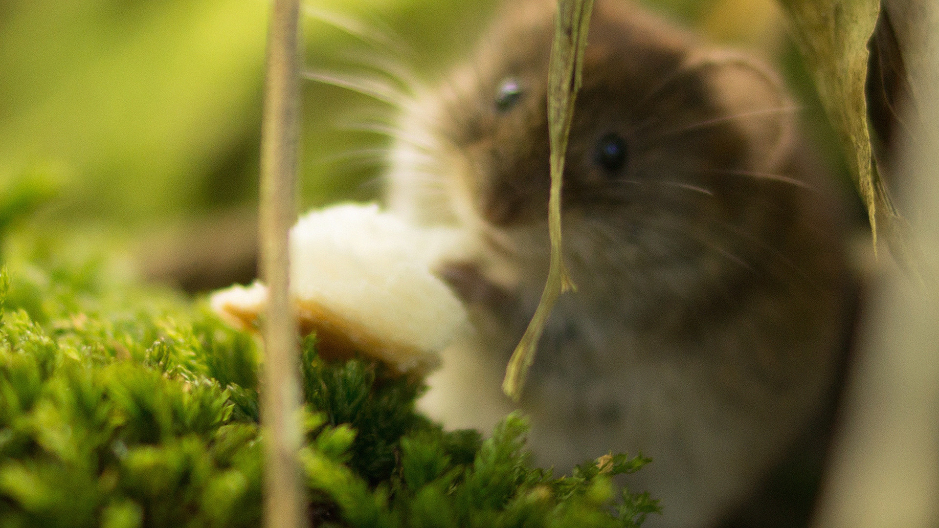 Cute Mouse Animal Nature