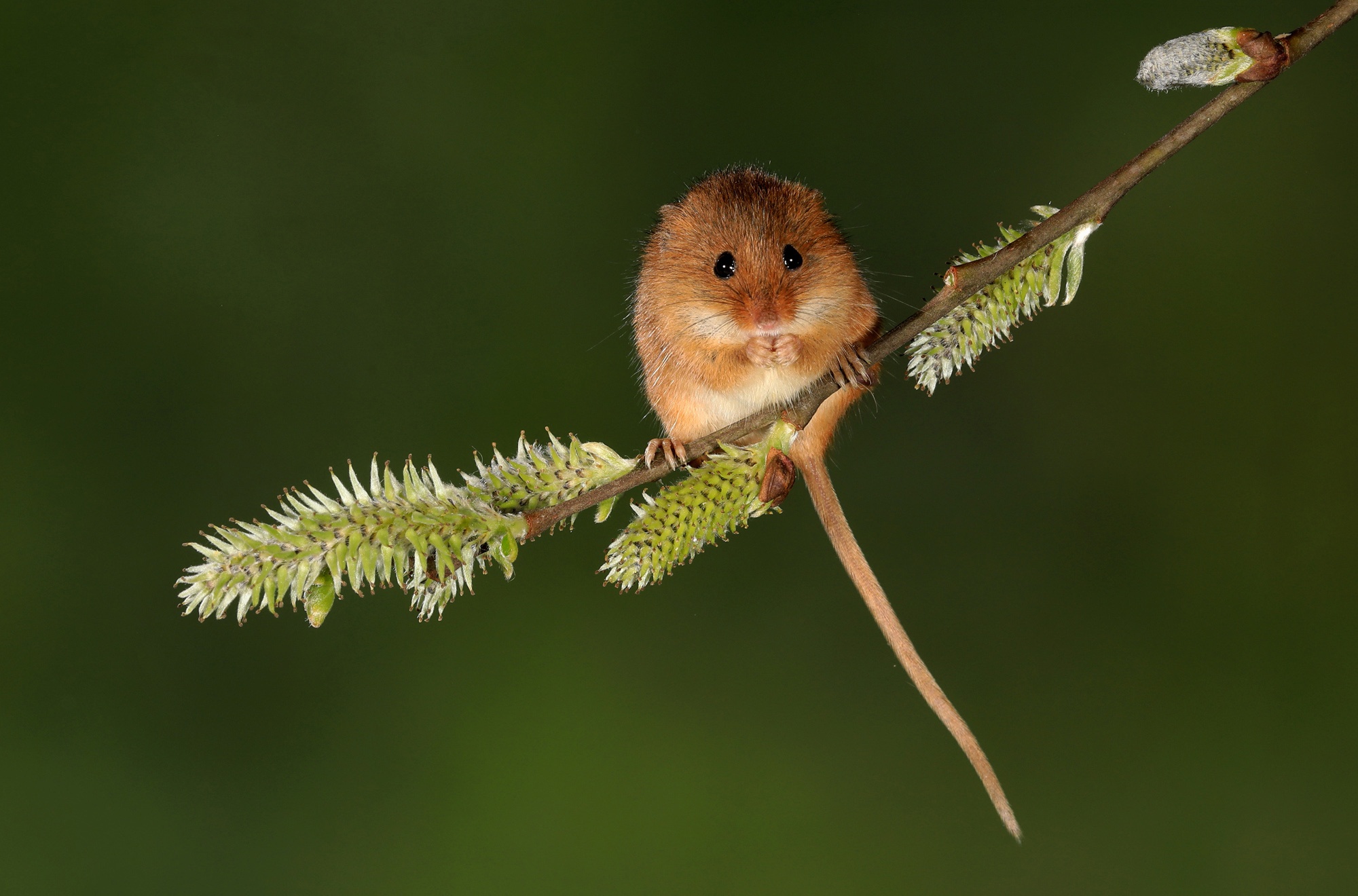 Animal Mouse HD Wallpaper