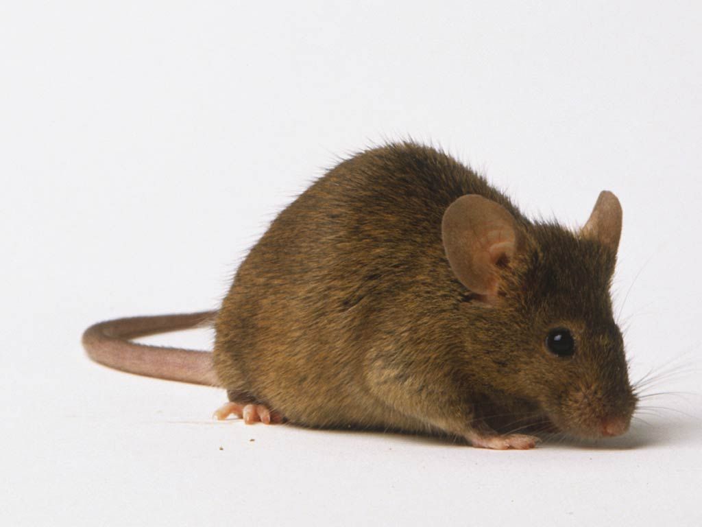 Animals, Cute mouse, Animal wallpaper