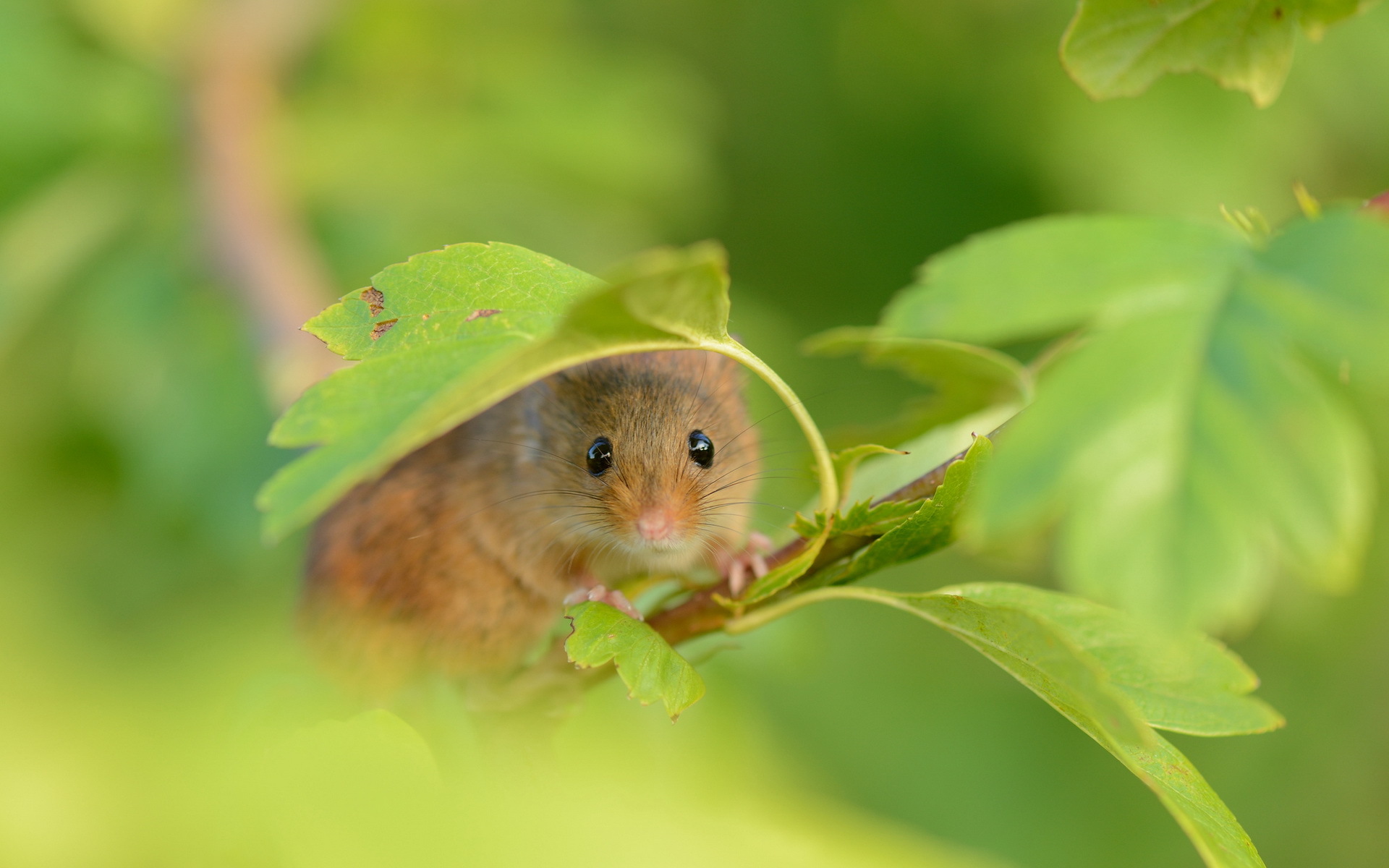Animal Mouse HD Wallpaper