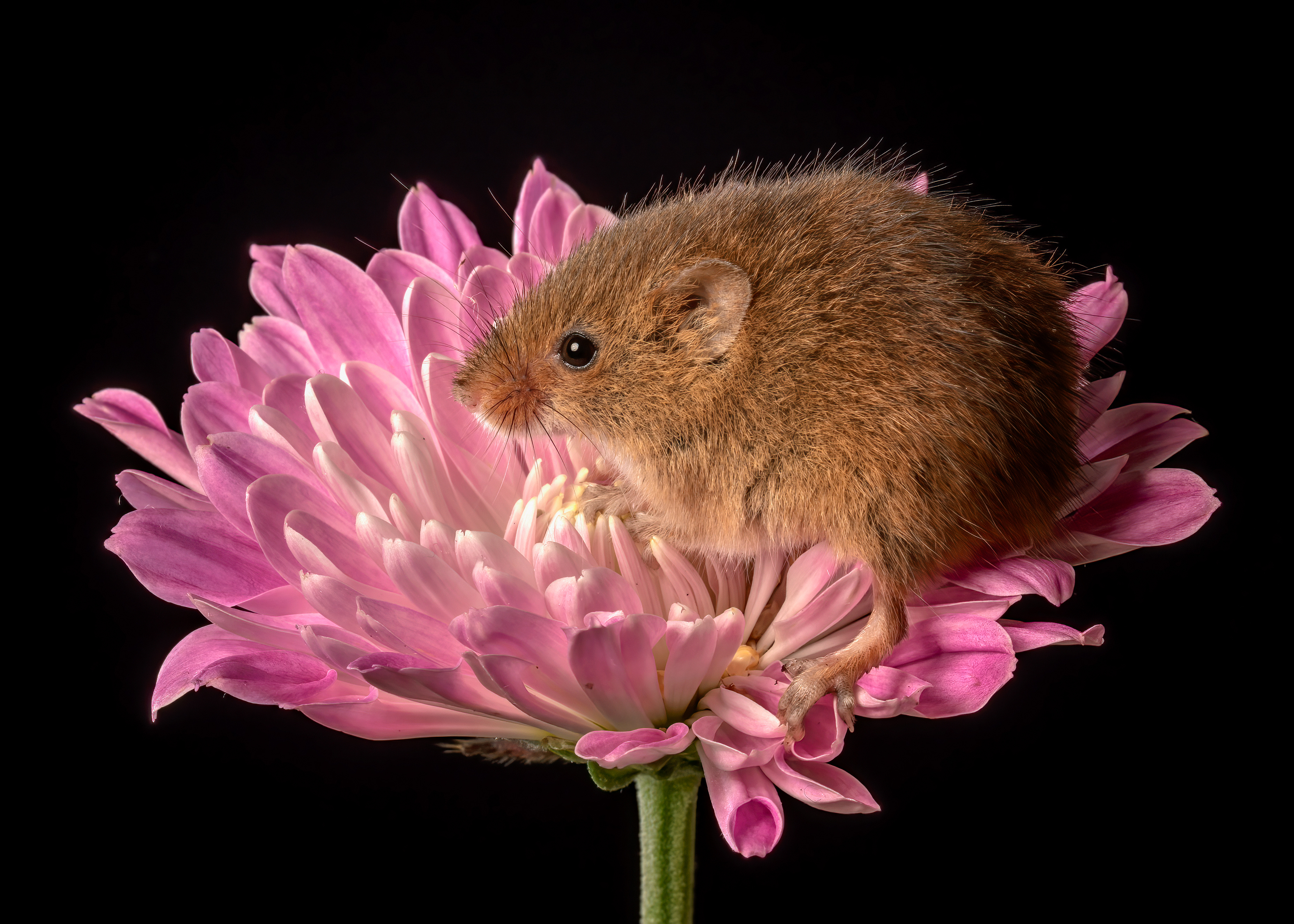 Mice harvest mouse animal Closeup