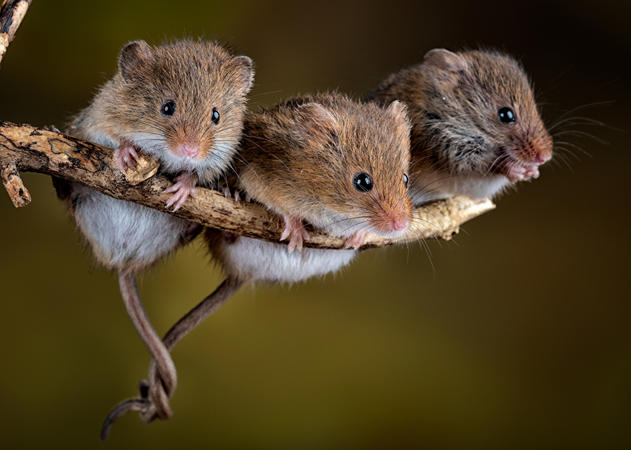 Photo Mice Rodents harvest mouse Three