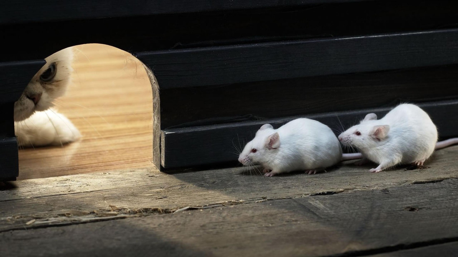 Cute Cat Mouse Animal Photography