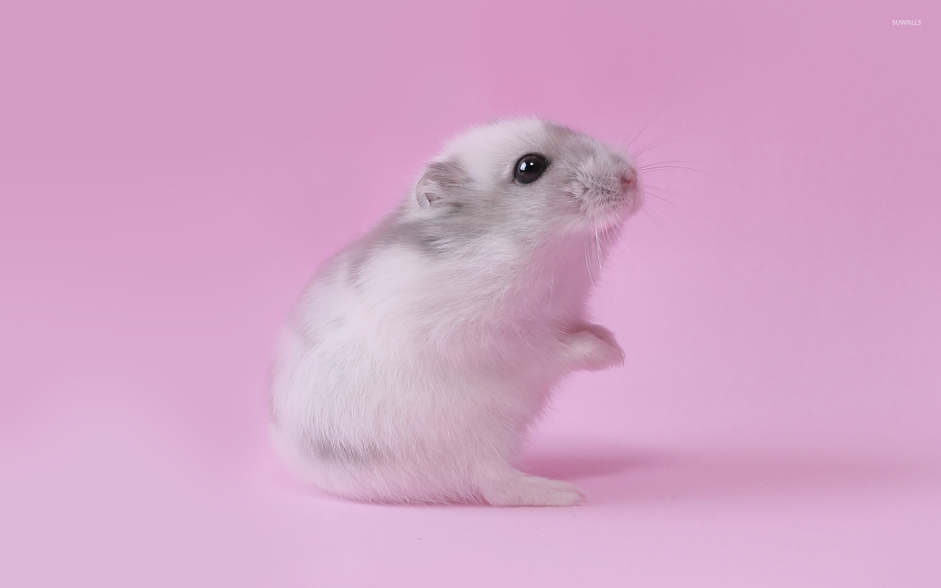 Mouse [3] wallpaper wallpaper