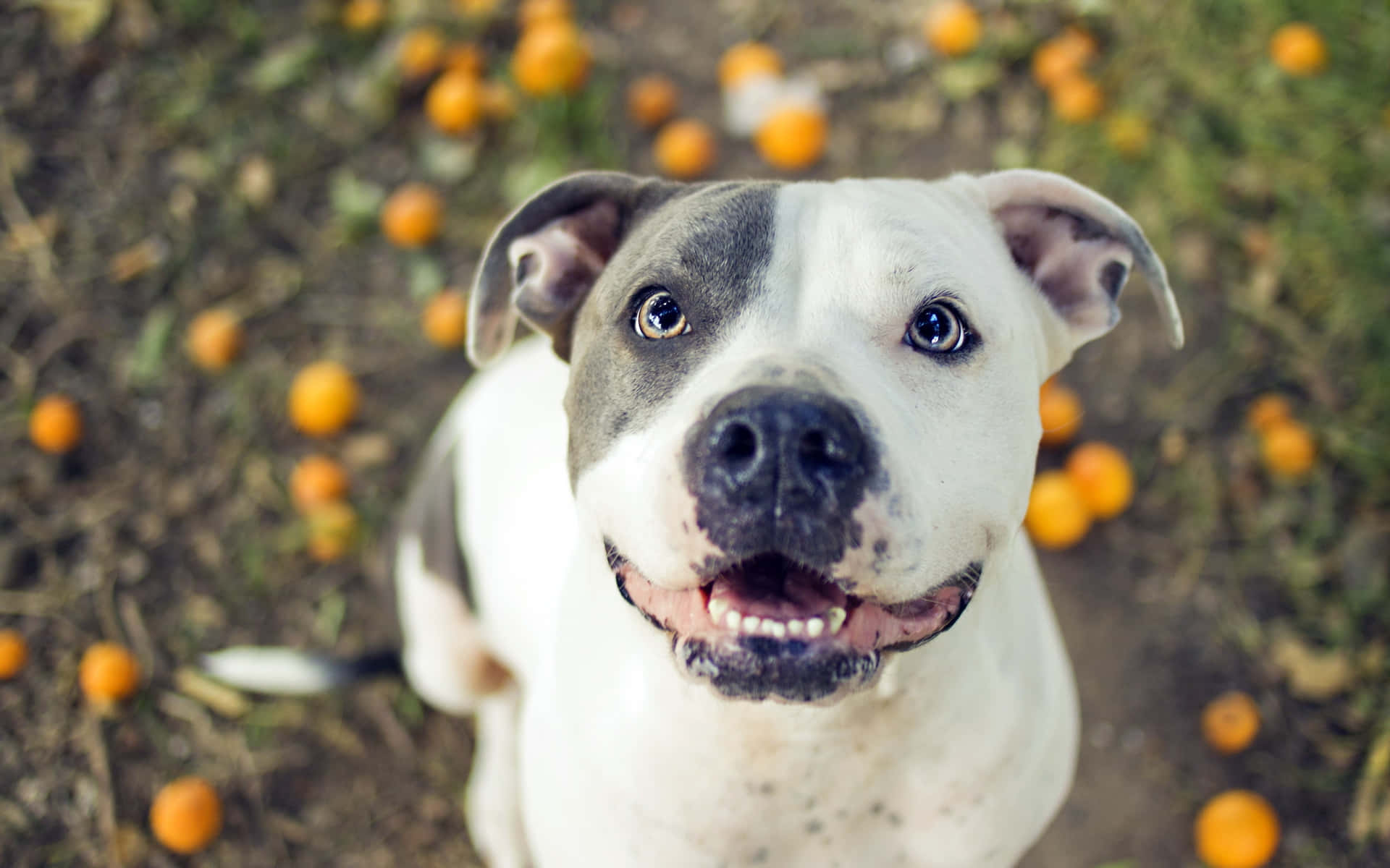 White Dog Pitbull Wallpaper