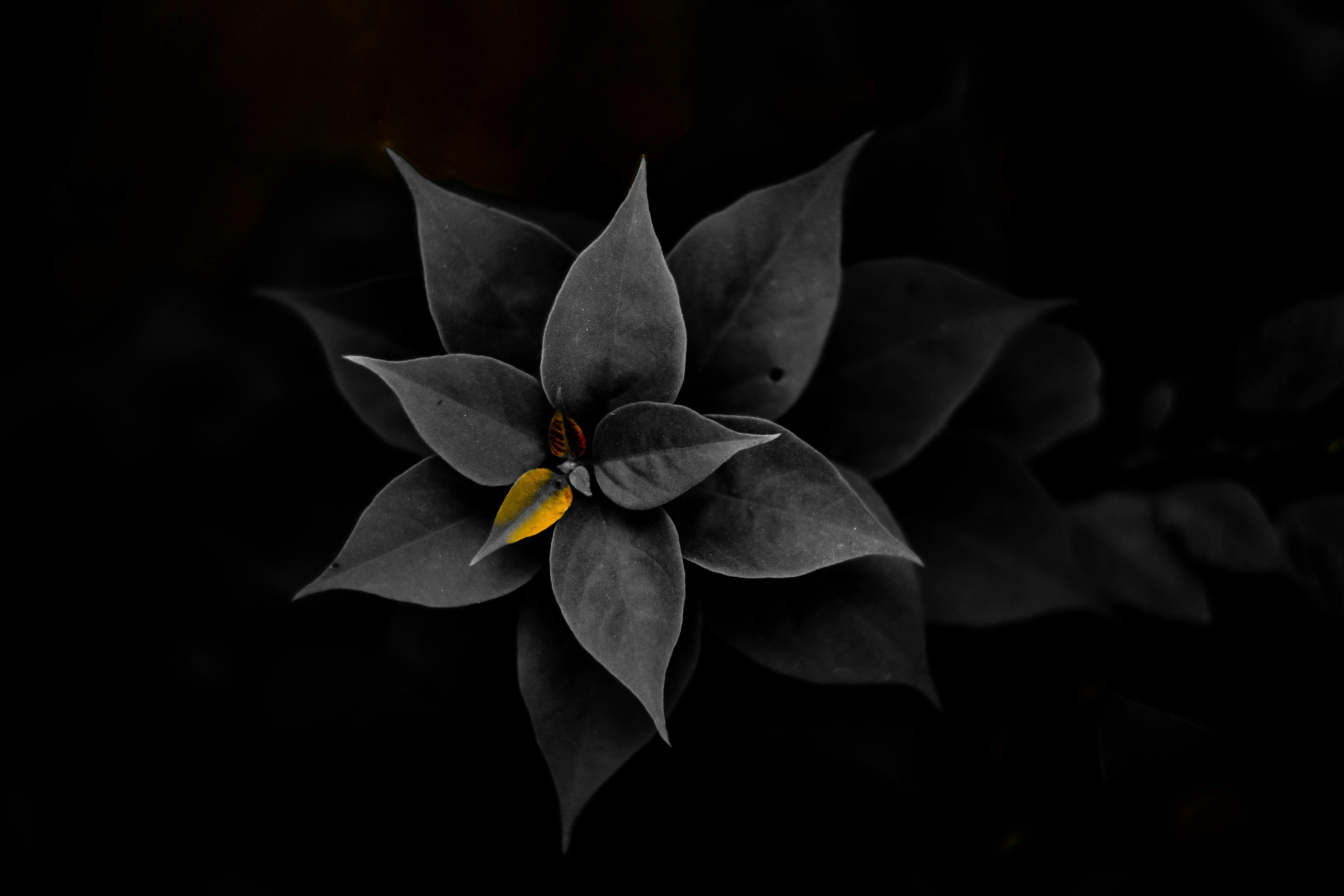 Free of color splash