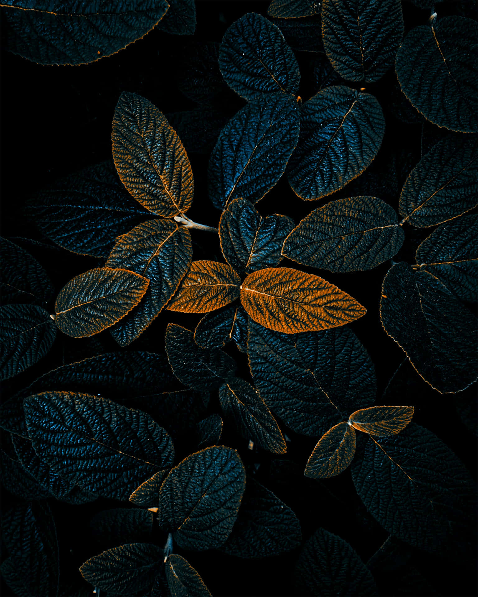 Download Leaves In The Dark Wallpaper