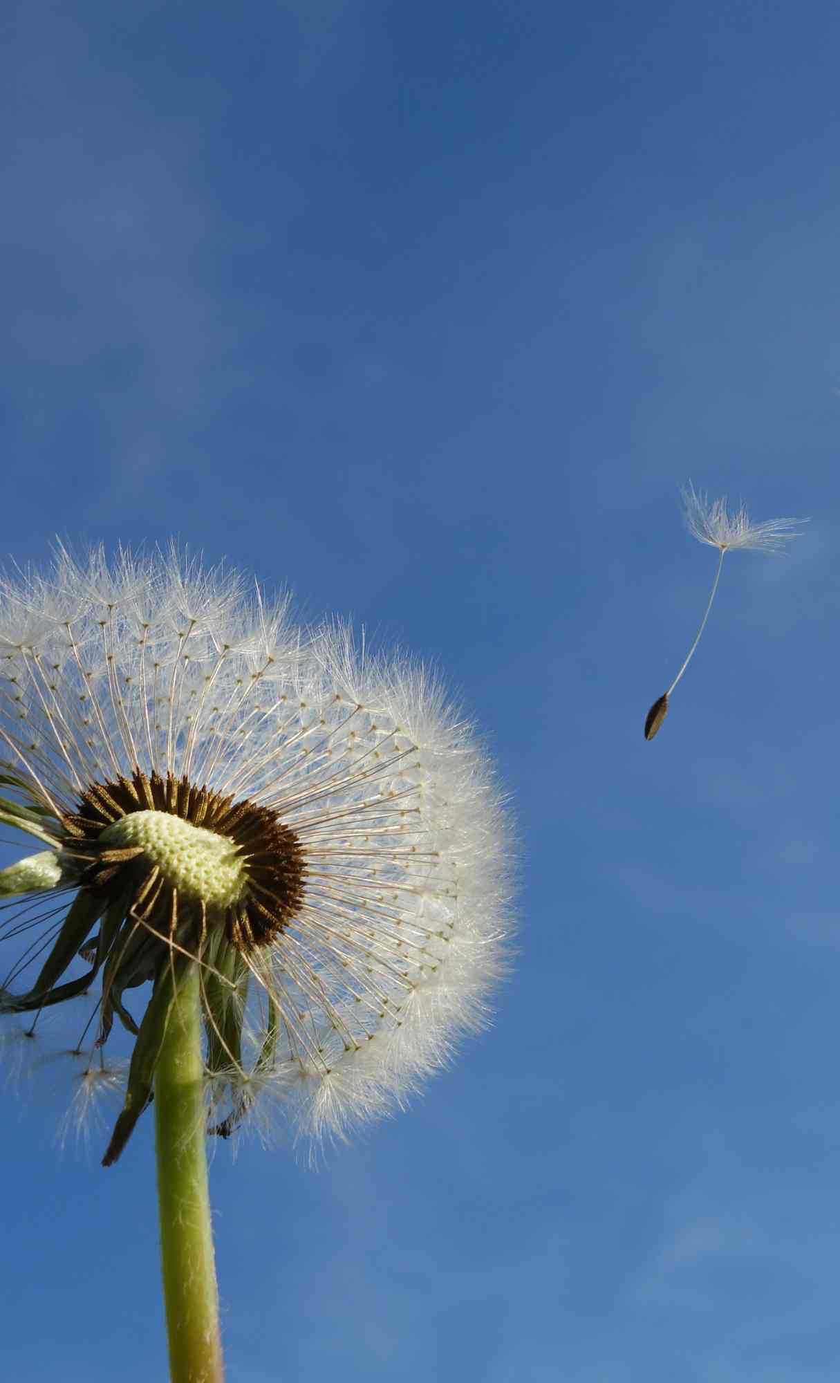 Spring Wallpaper for iPhone