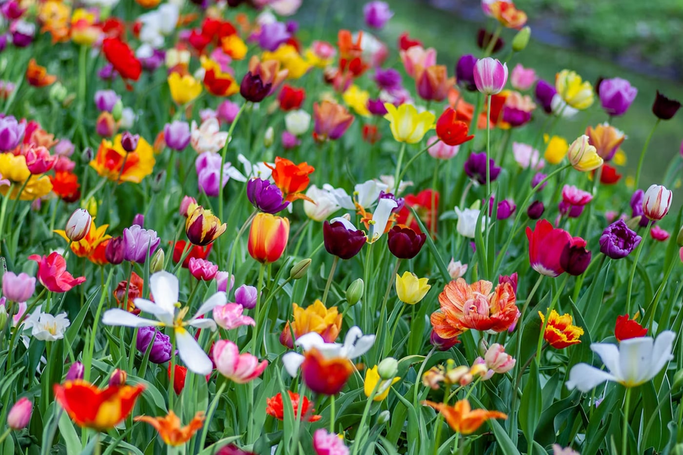 Best Spring Flowers For Your Garden