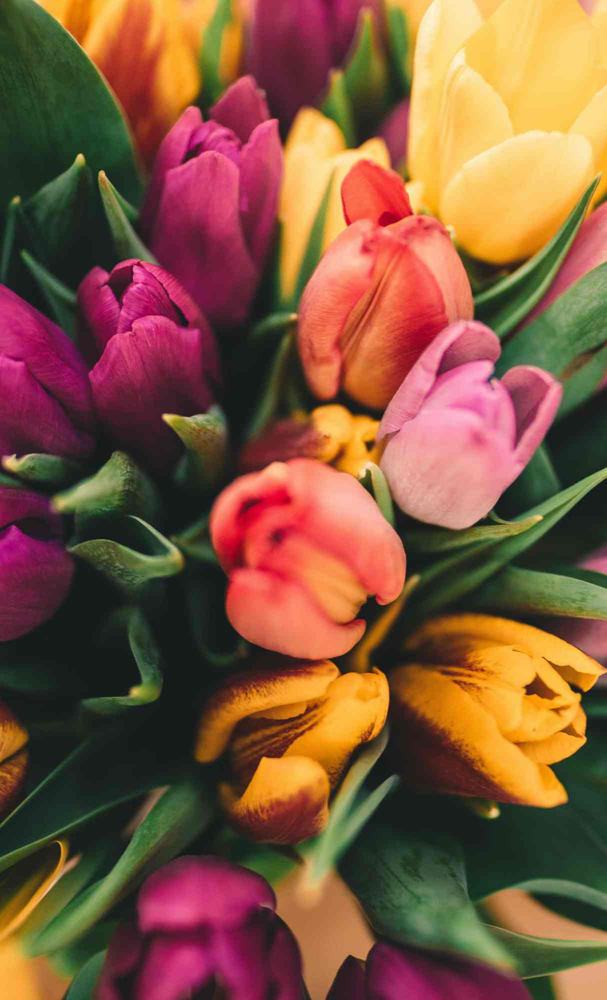 Spring Wallpaper for iPhone