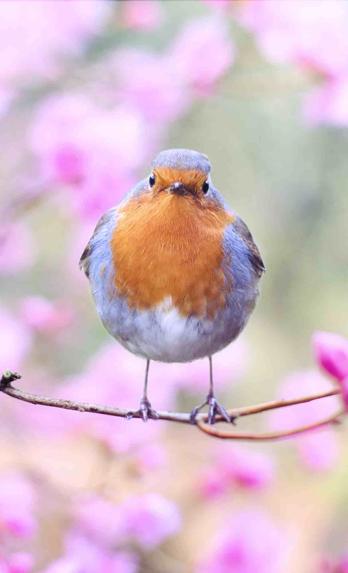 Spring Wallpaper for iPhone