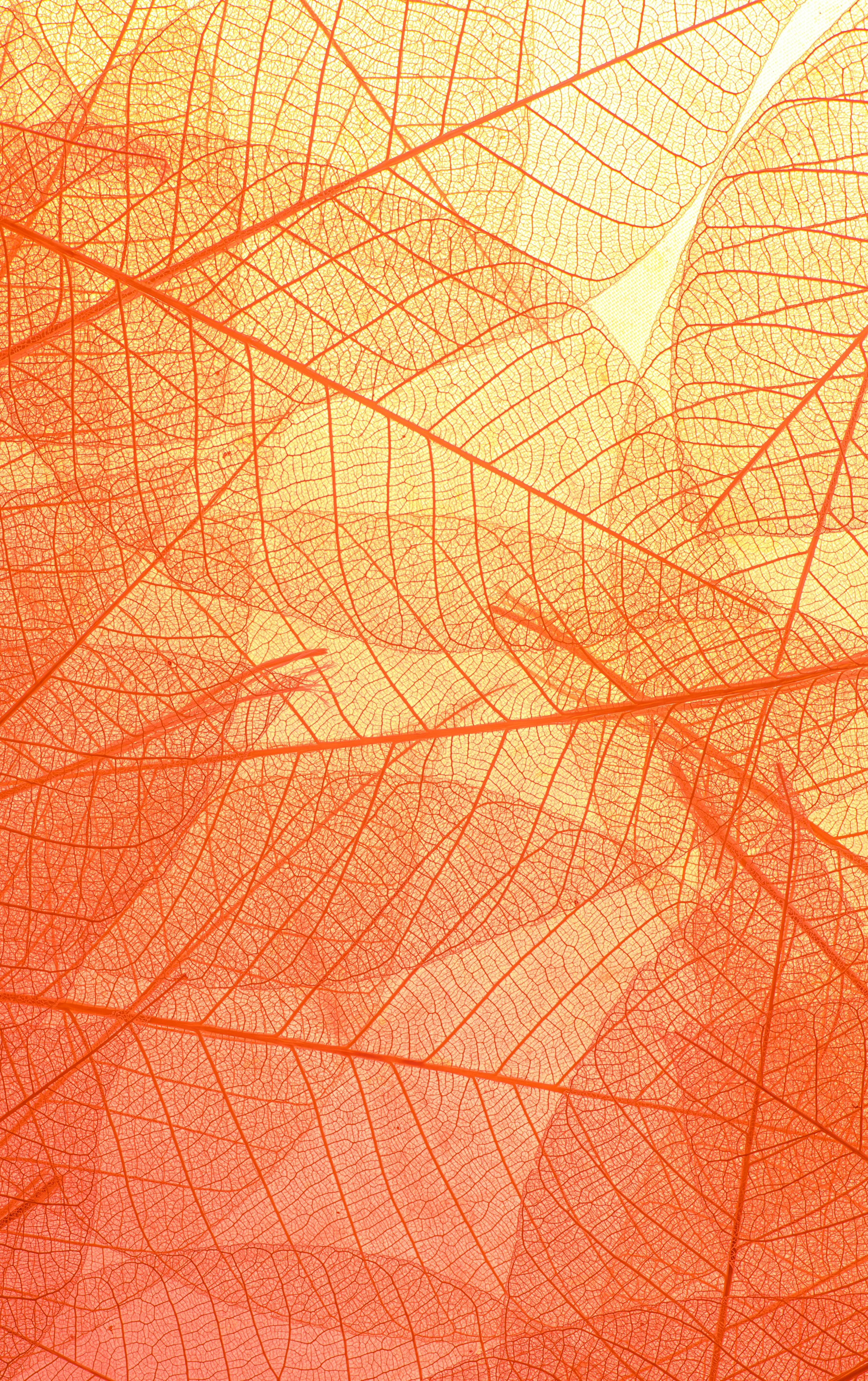 Simple Wallpaper Photo, Download