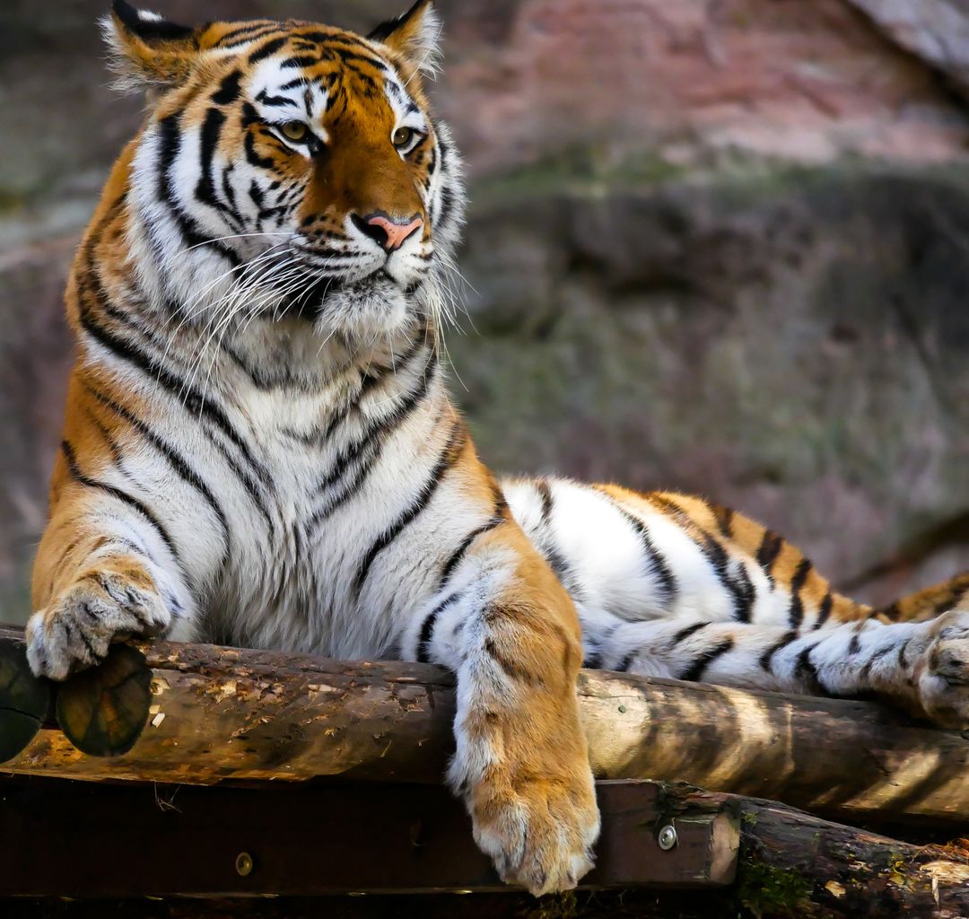 Animal animal photography big cat