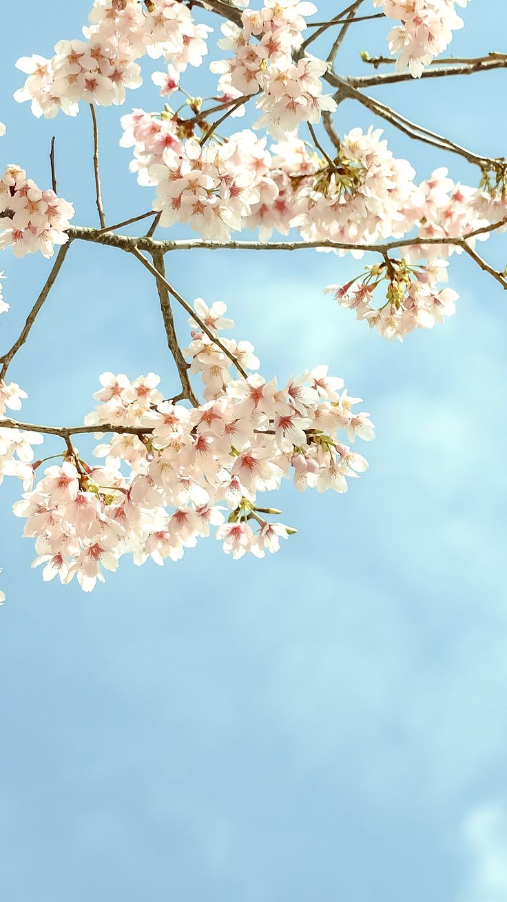 HD & 4K Wallpaper for Apple iPhone