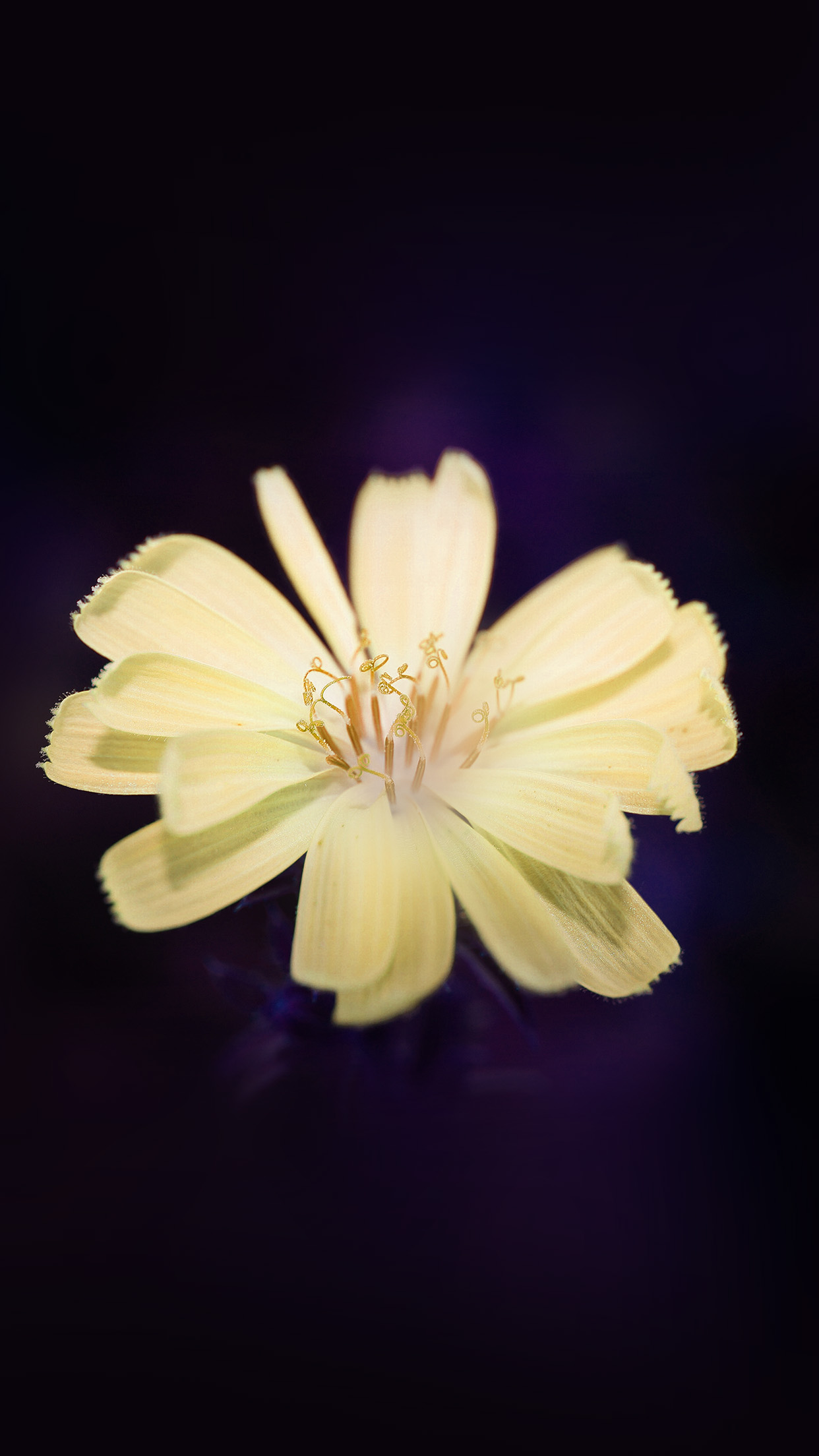 Flower Blue Yellow Spring New Life