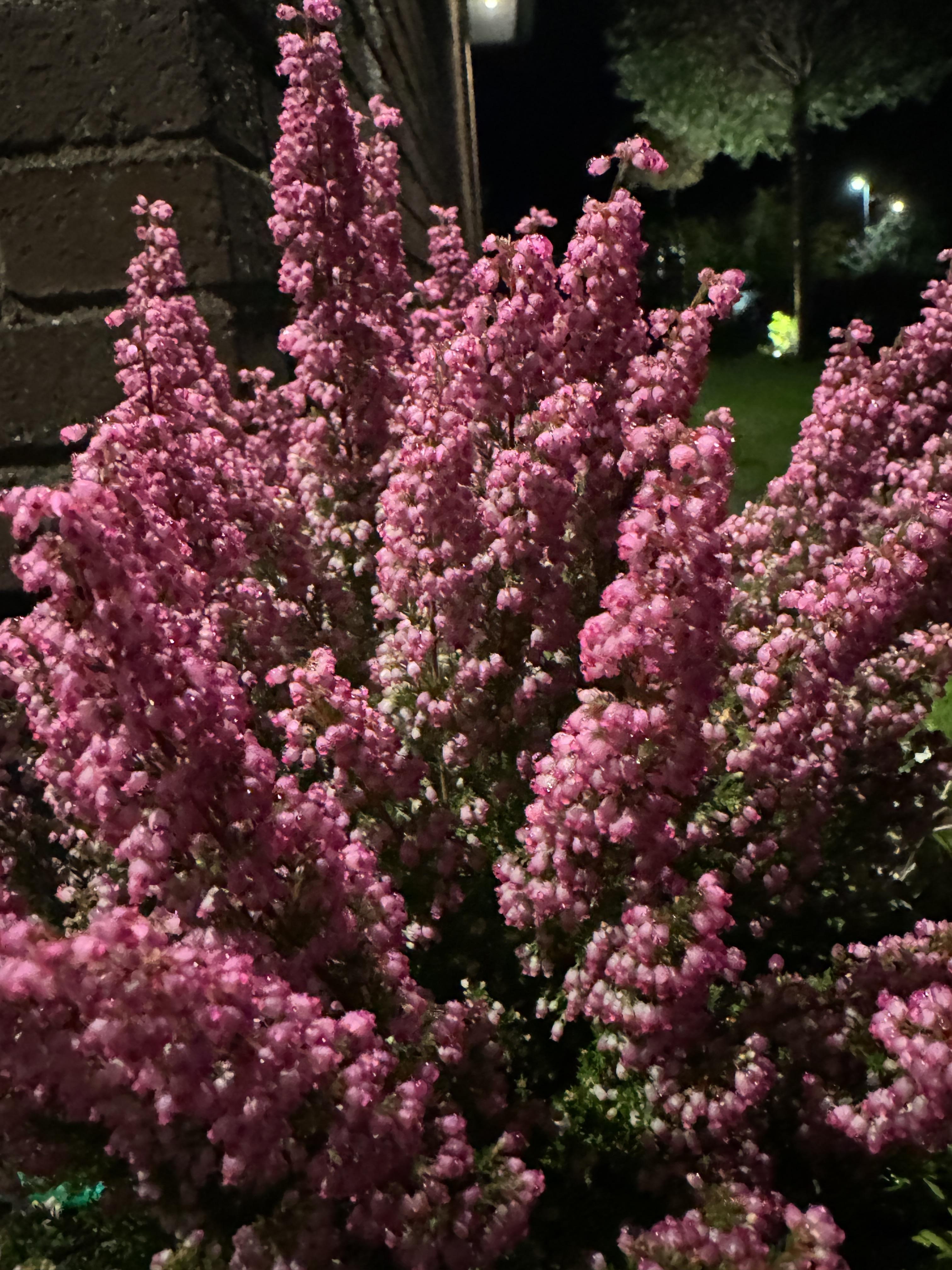 Grainy Blurry Photo IPhone 15 Pro, R