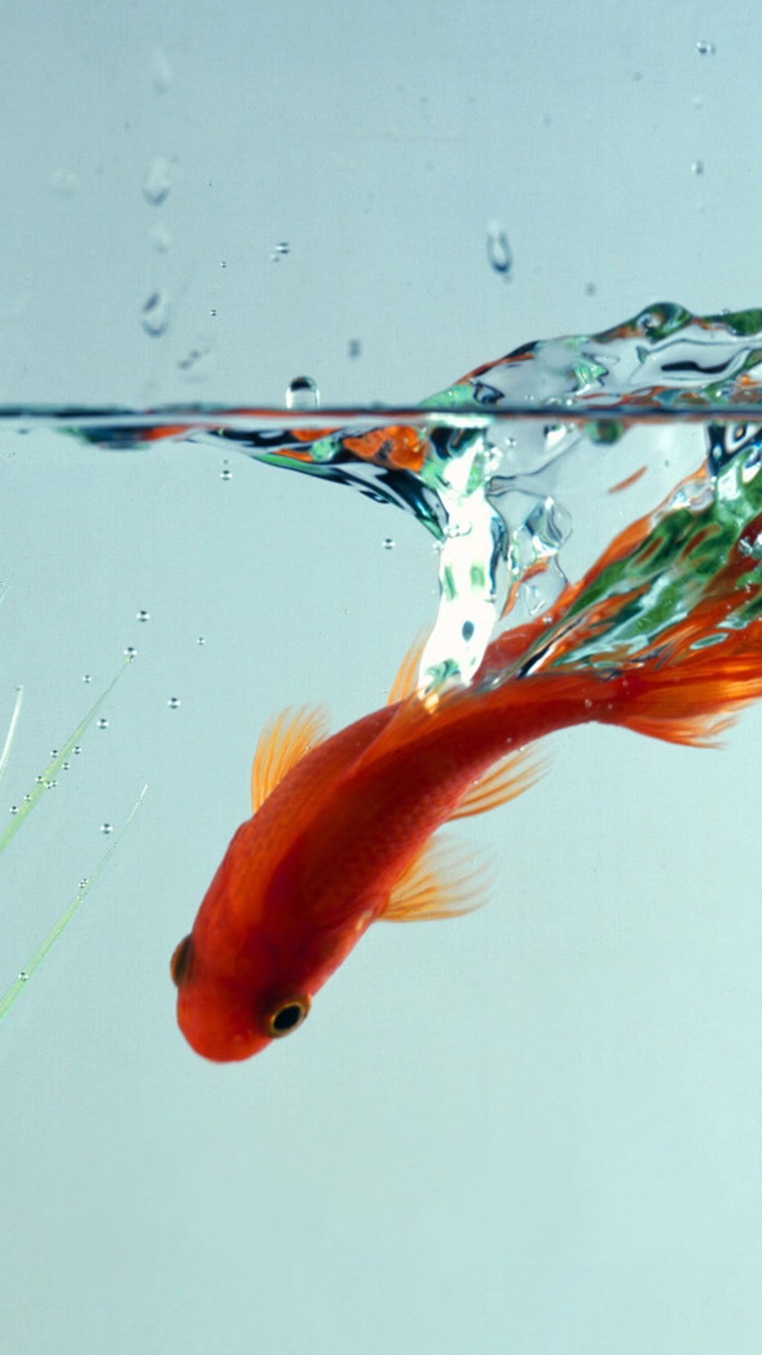 Fish wallpaper, Goldfish, Aquarium fish