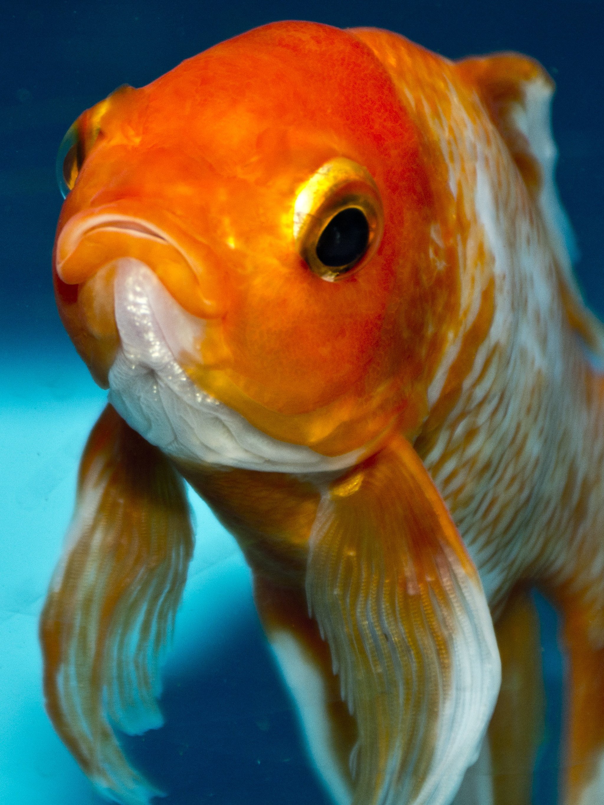 Goldfish Wallpaper, Android
