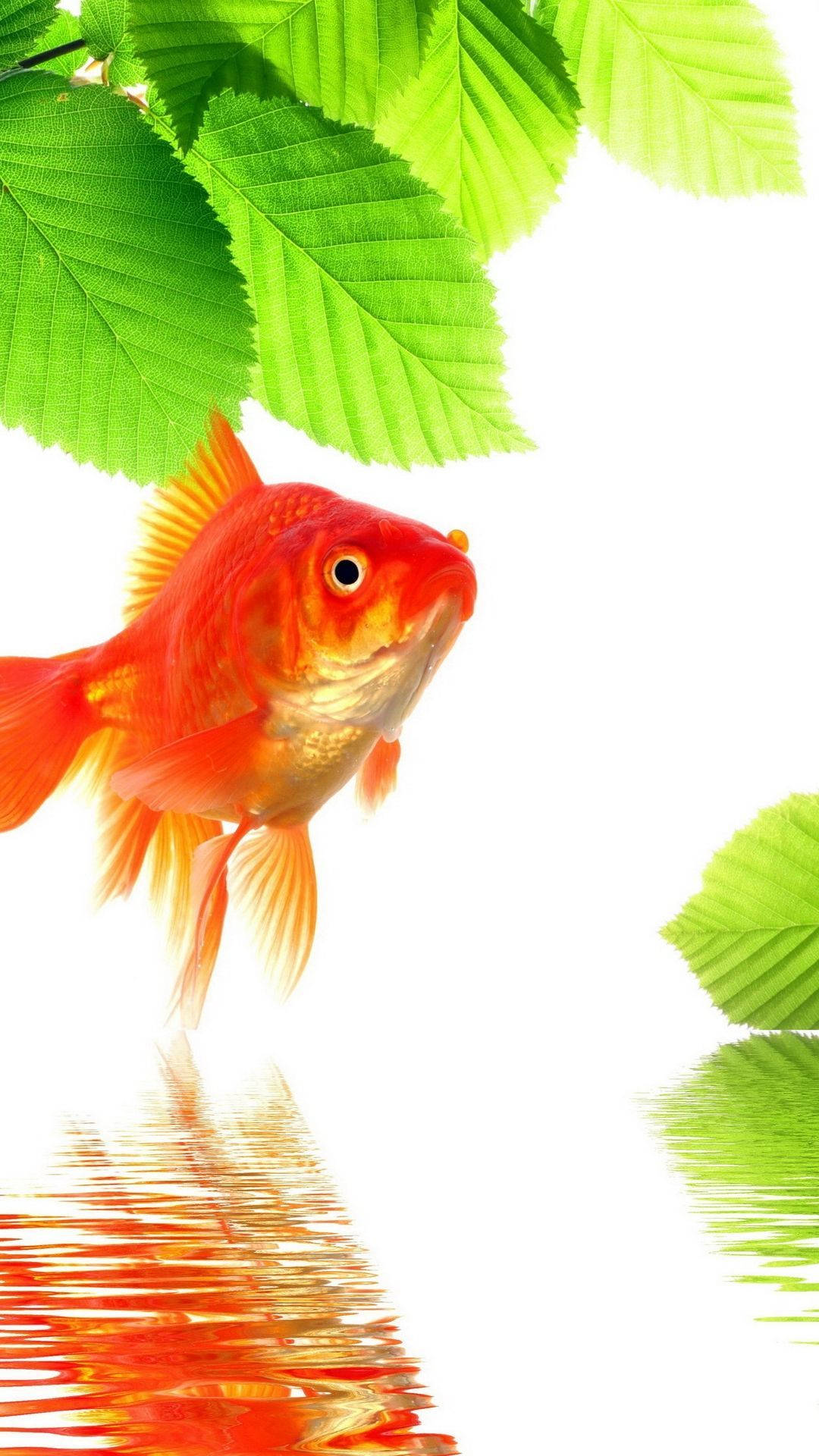 Goldfish Wallpaper