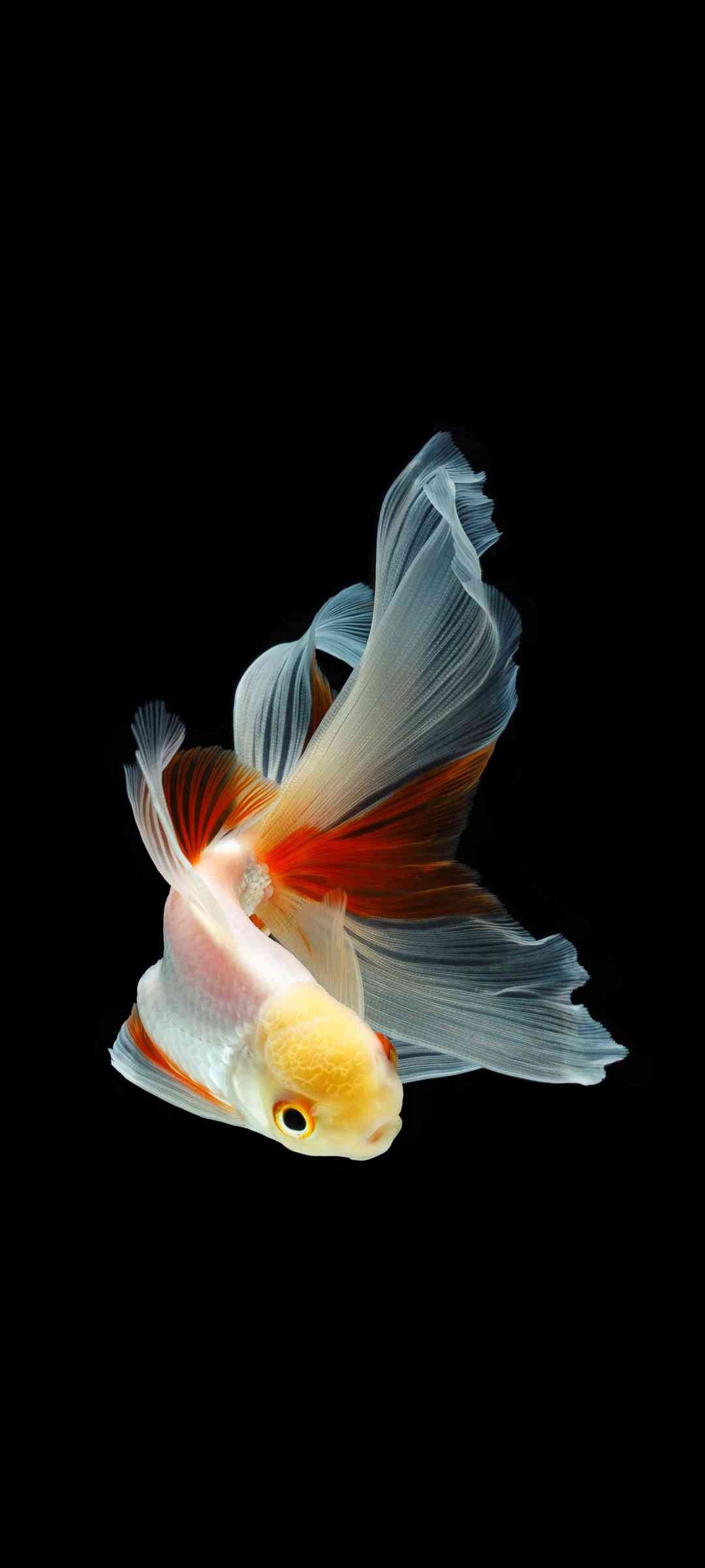 Gold fish. Fish wallpaper, Live fish