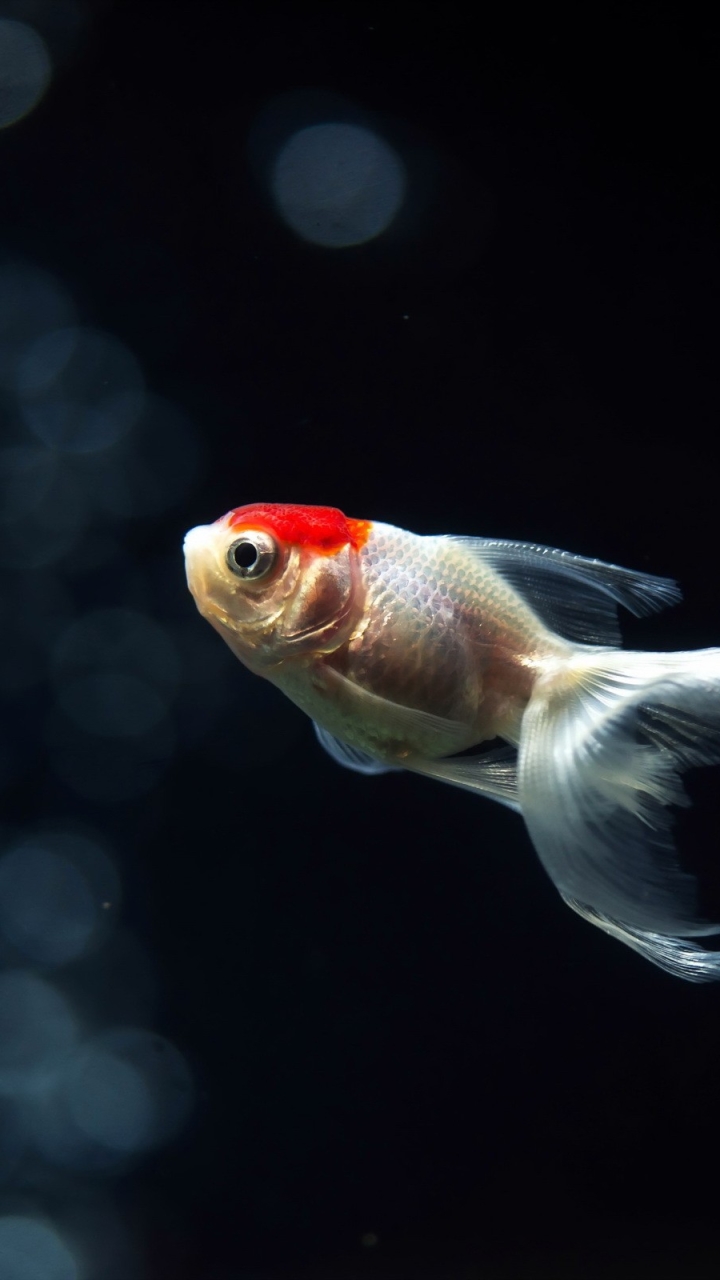 Goldfish iPhone Wallpaper