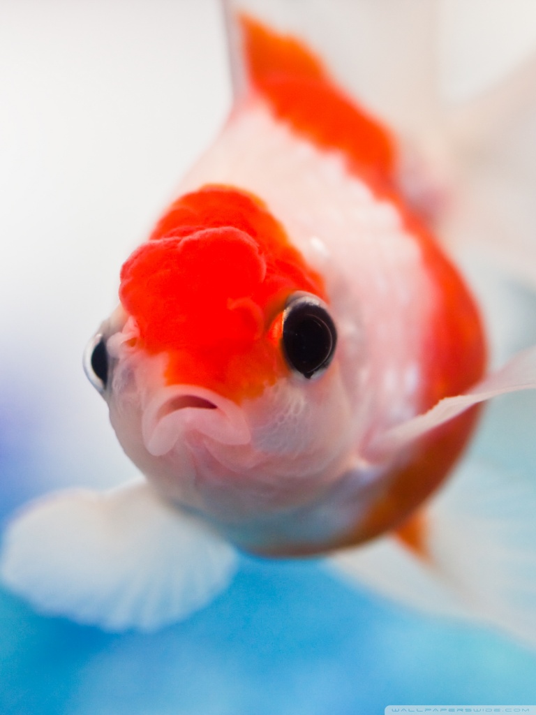 Goldfish Aquarium Ultra HD Desktop