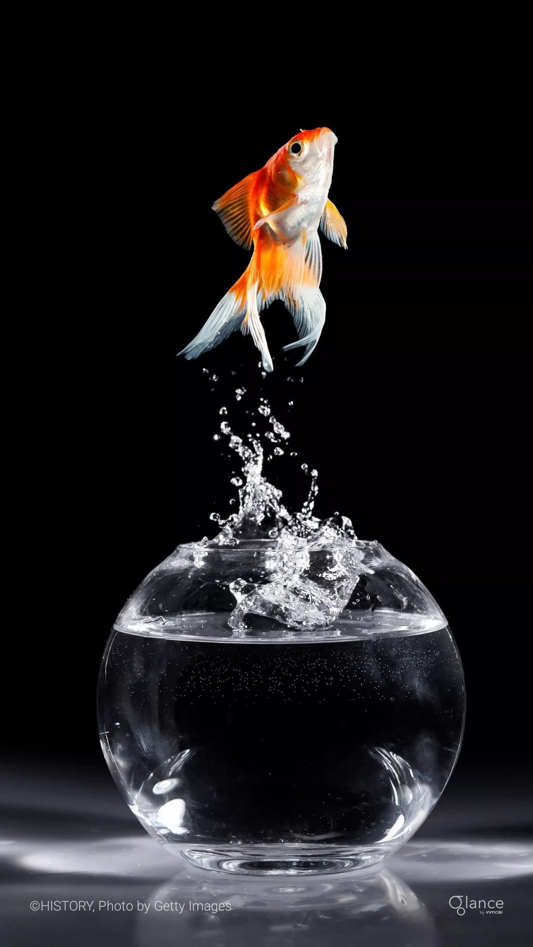 Goldfish wallpaper, Fish drawings, Fish