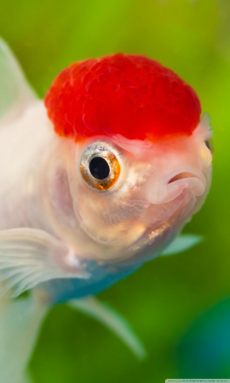 Red Cap Oranda Goldfish Ultra HD