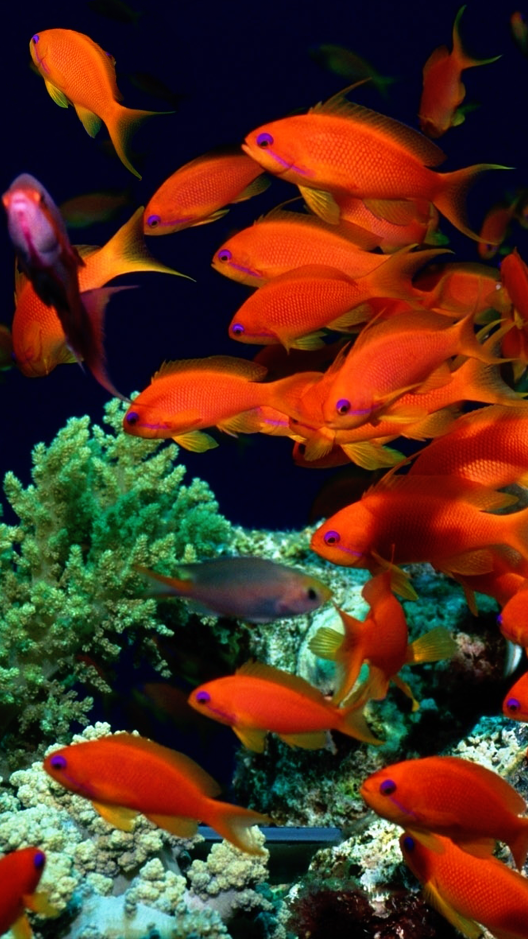 Gold Fish iPhone Wallpaper