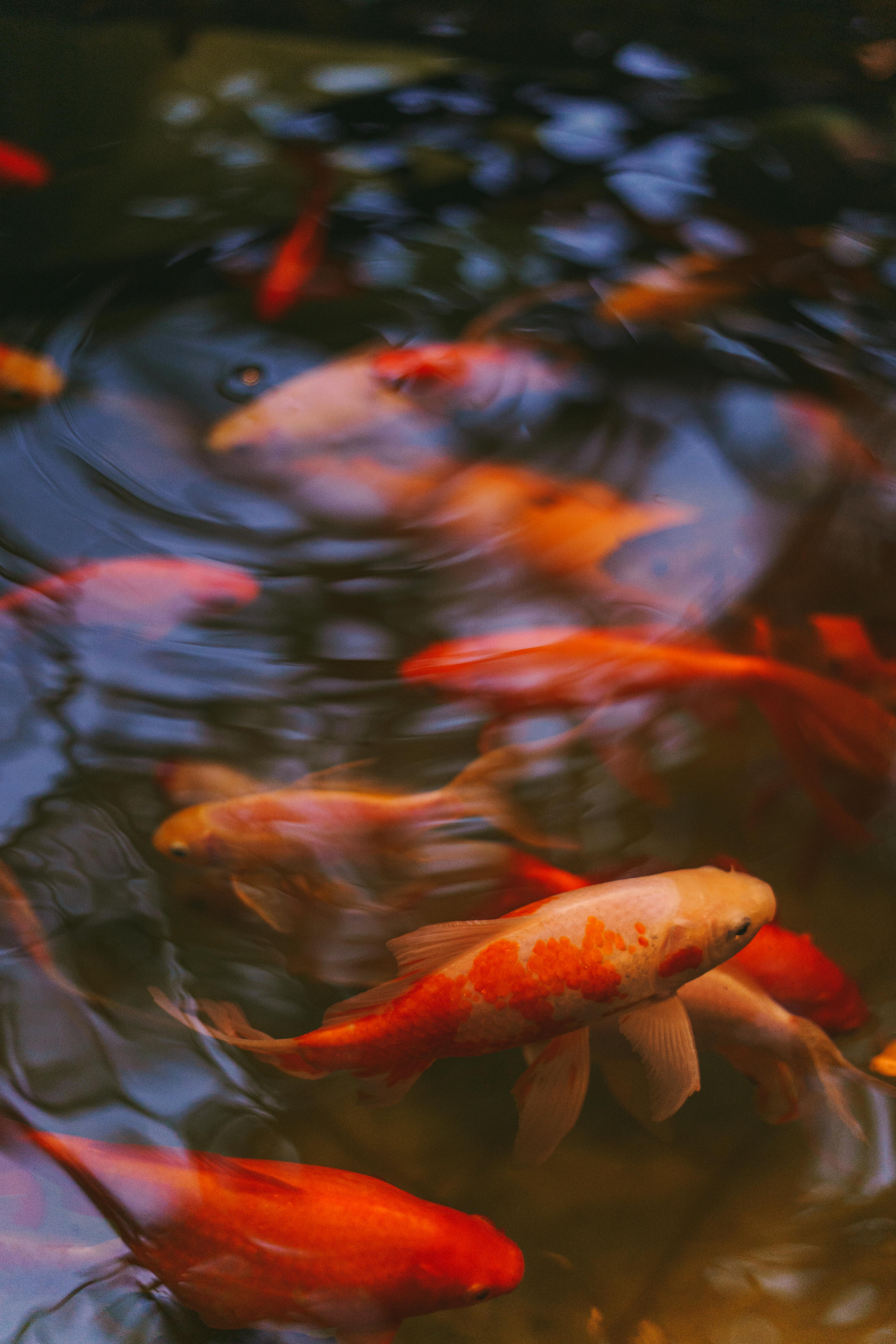 Goldfish Photo, Download The BEST Free