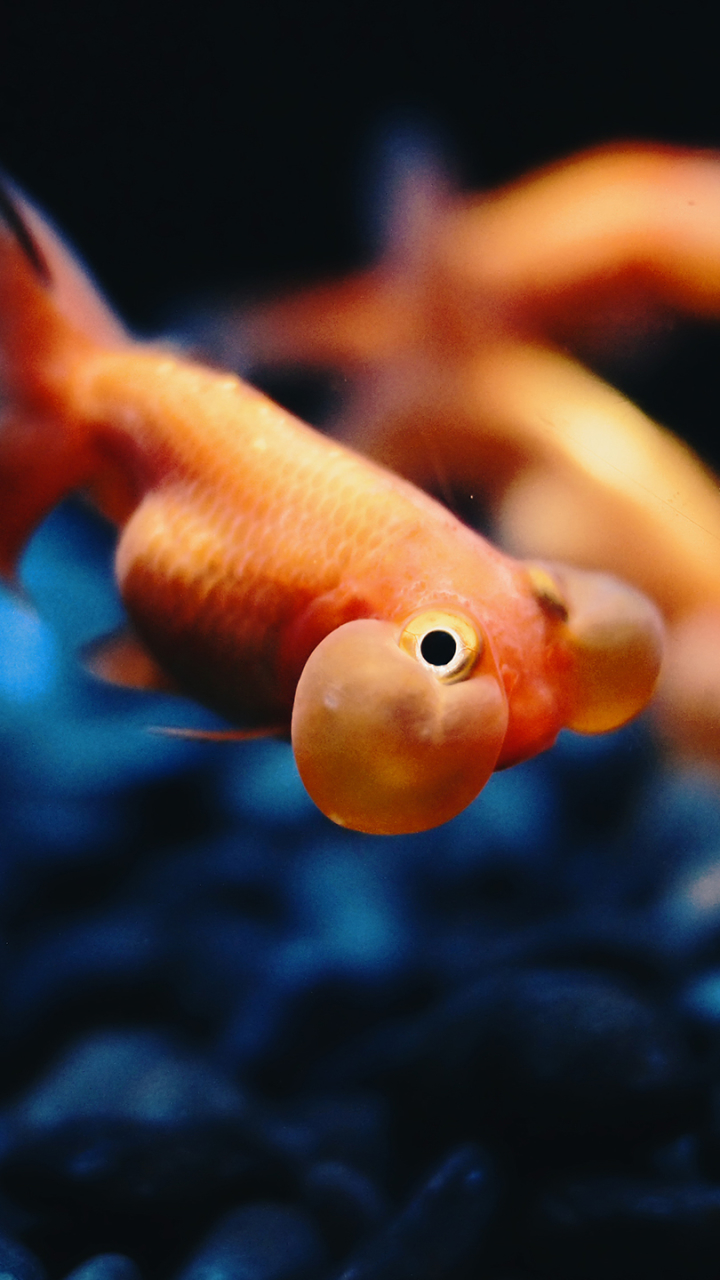 Goldfish iPhone Wallpaper