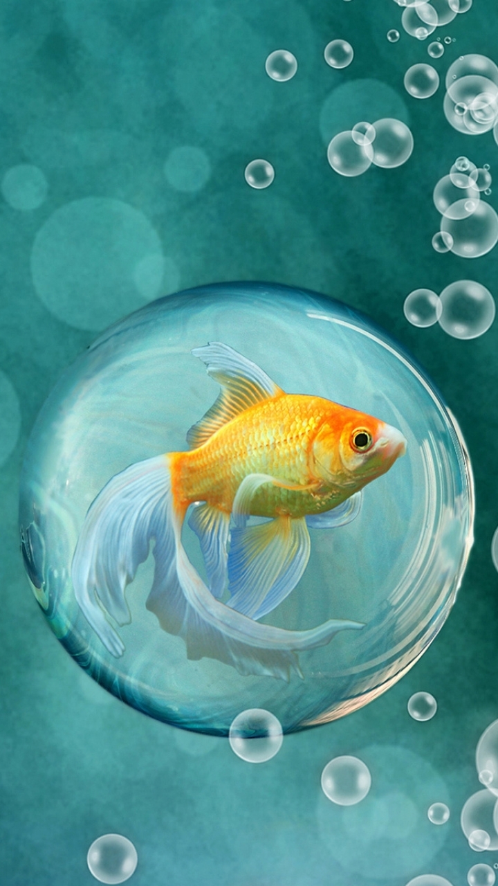 Goldfish iPhone Wallpaper