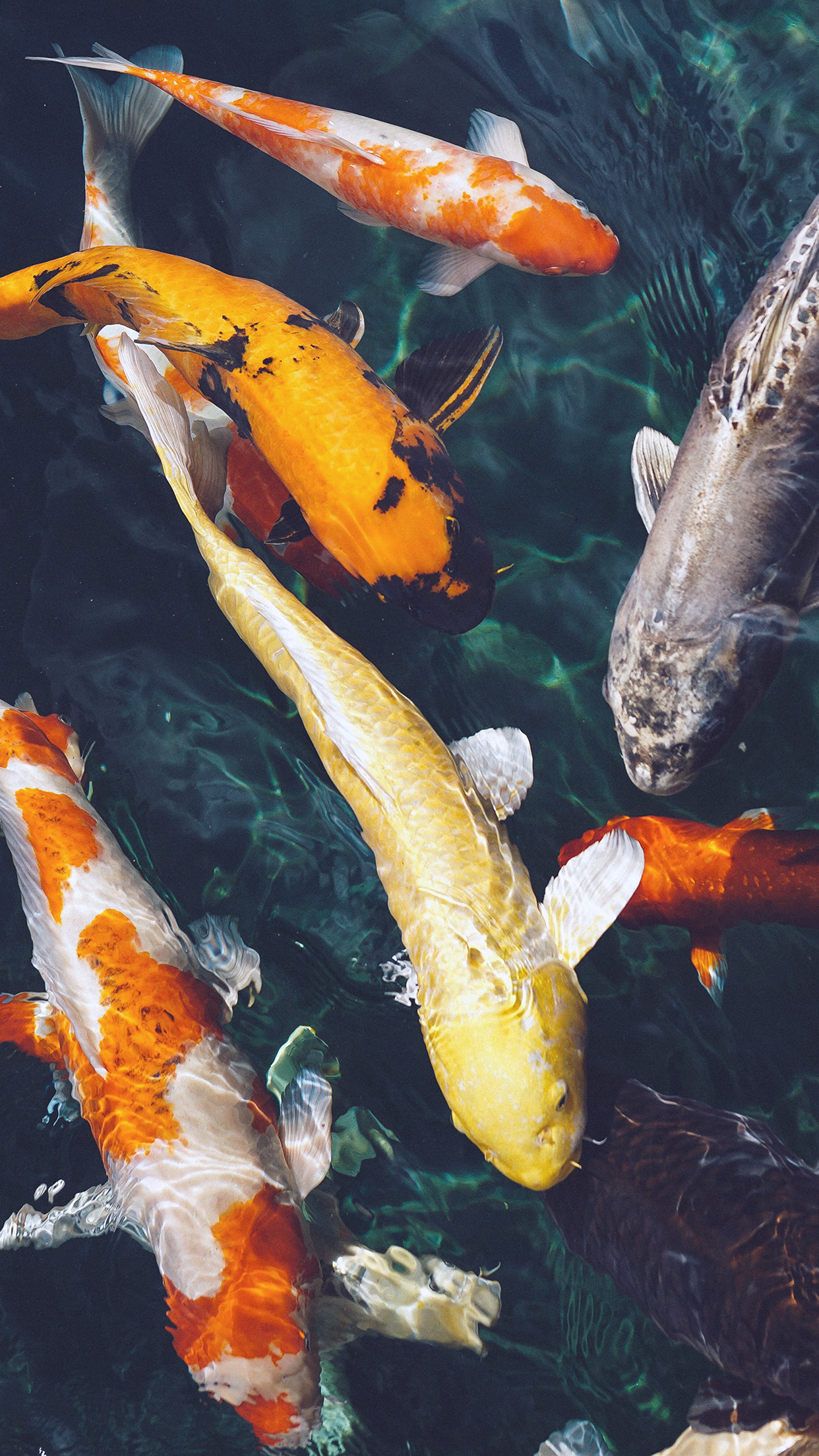 Fish Water Animal Swim Blue