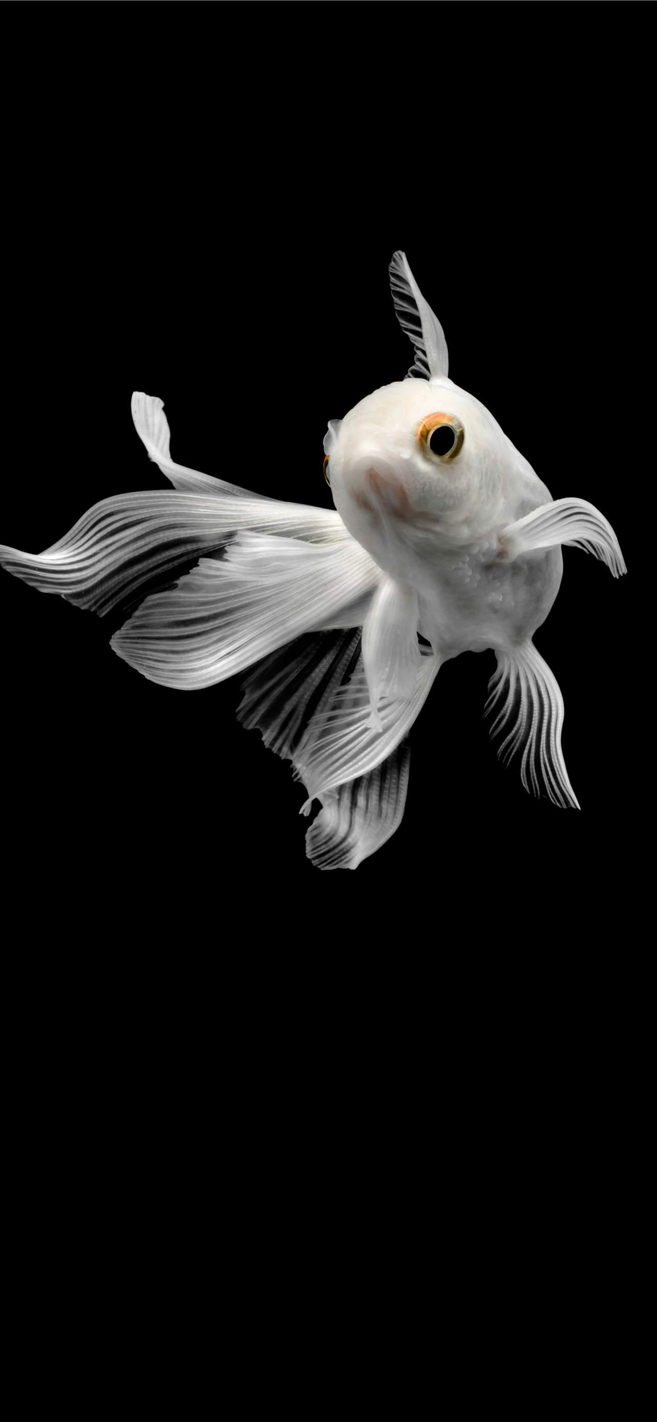 Best Goldfish iPhone HD Wallpaper