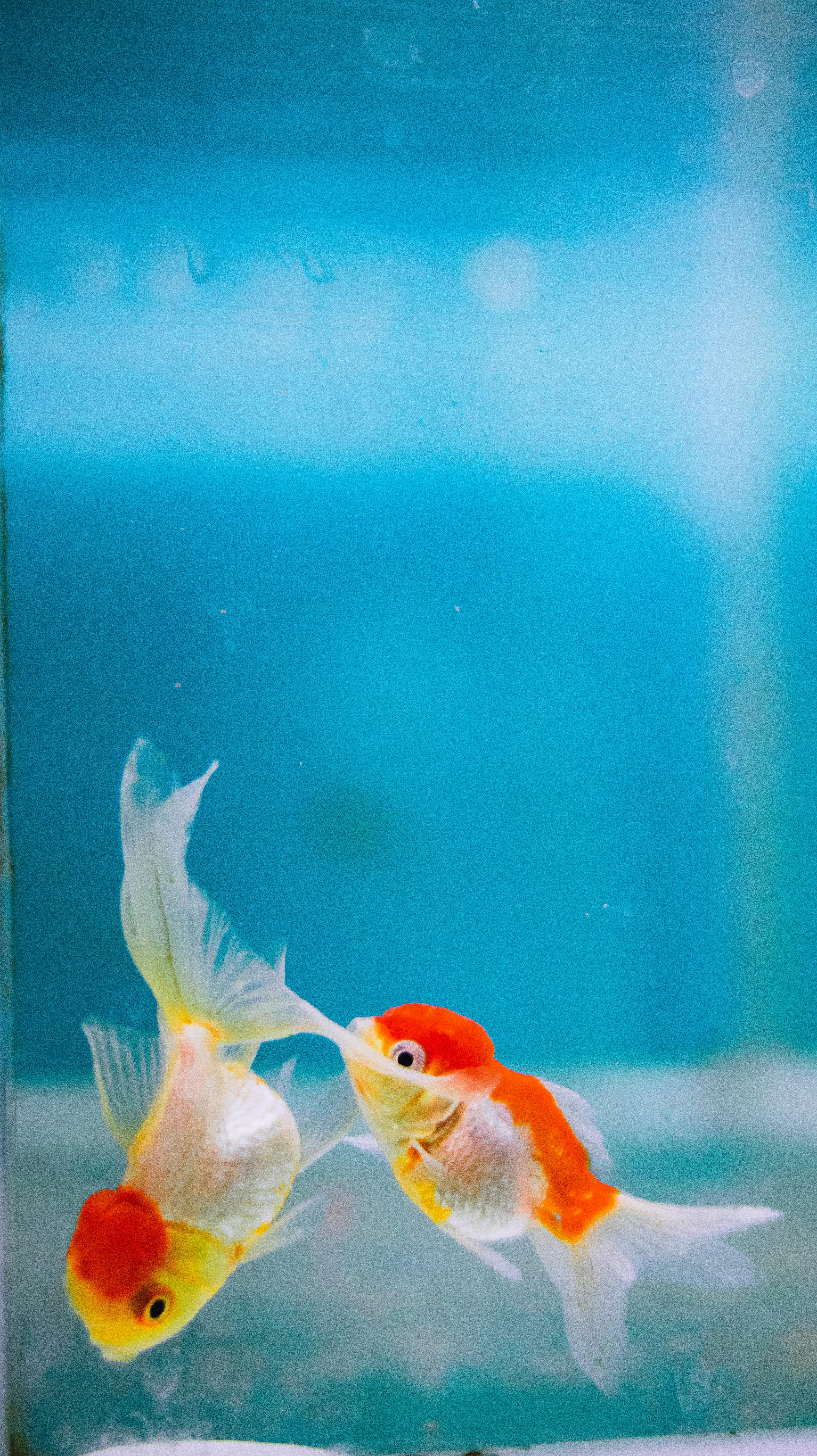 Goldfish swimming in pure water