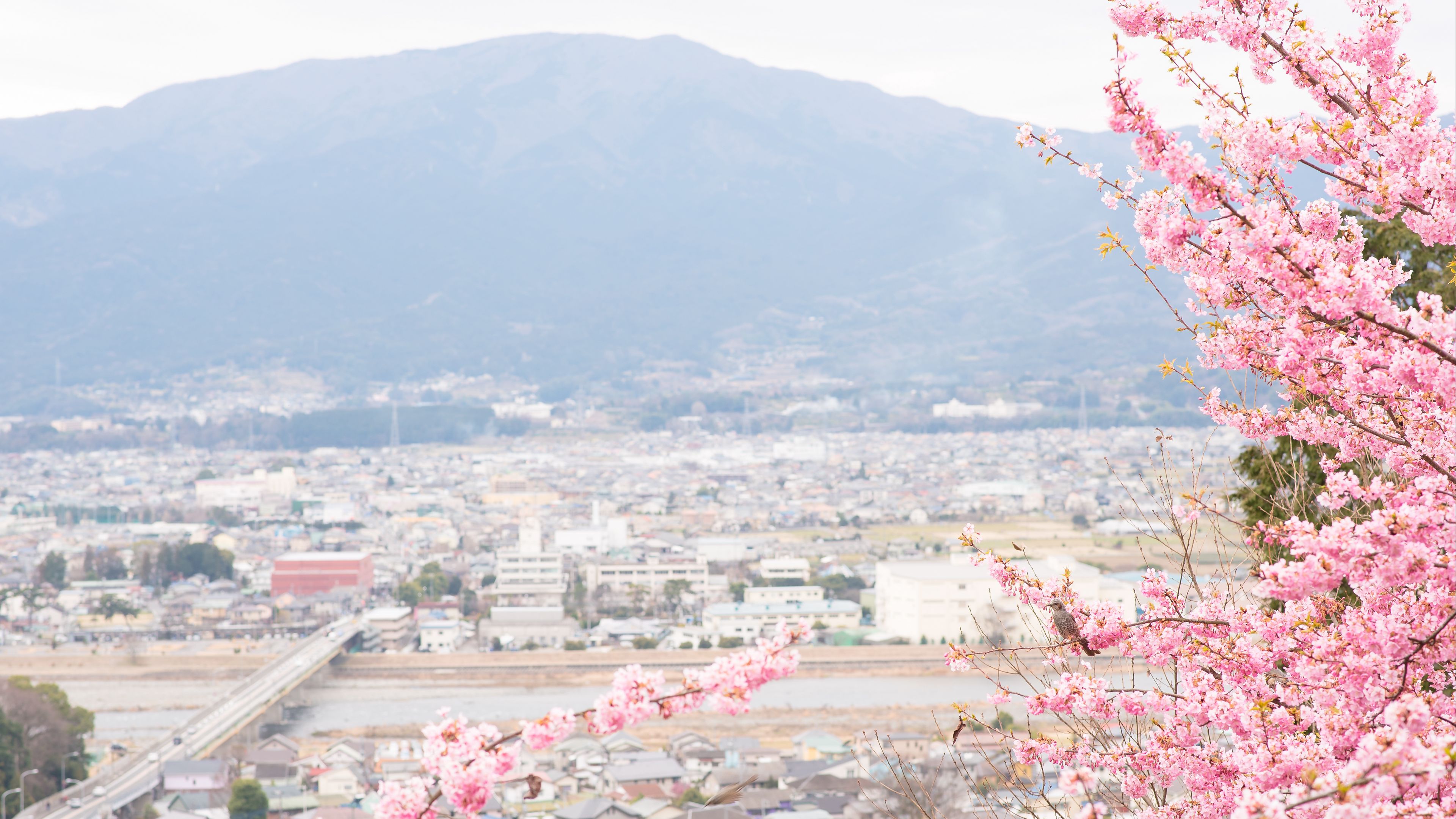 Download wallpaper 3840x2160 sakura, city, spring, light, japan 4k uhd 16:9 HD background