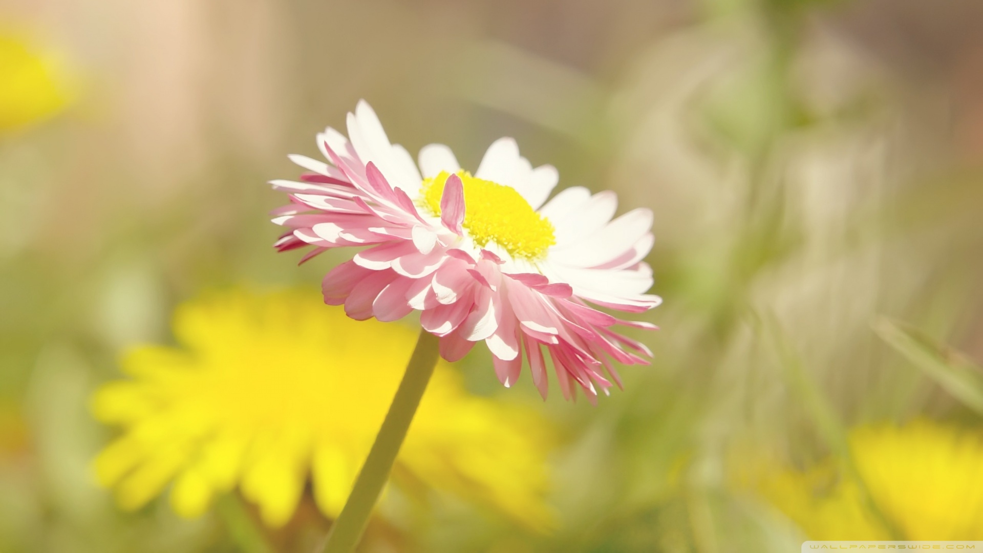 Ultra HD Desktop Background Wallpaper