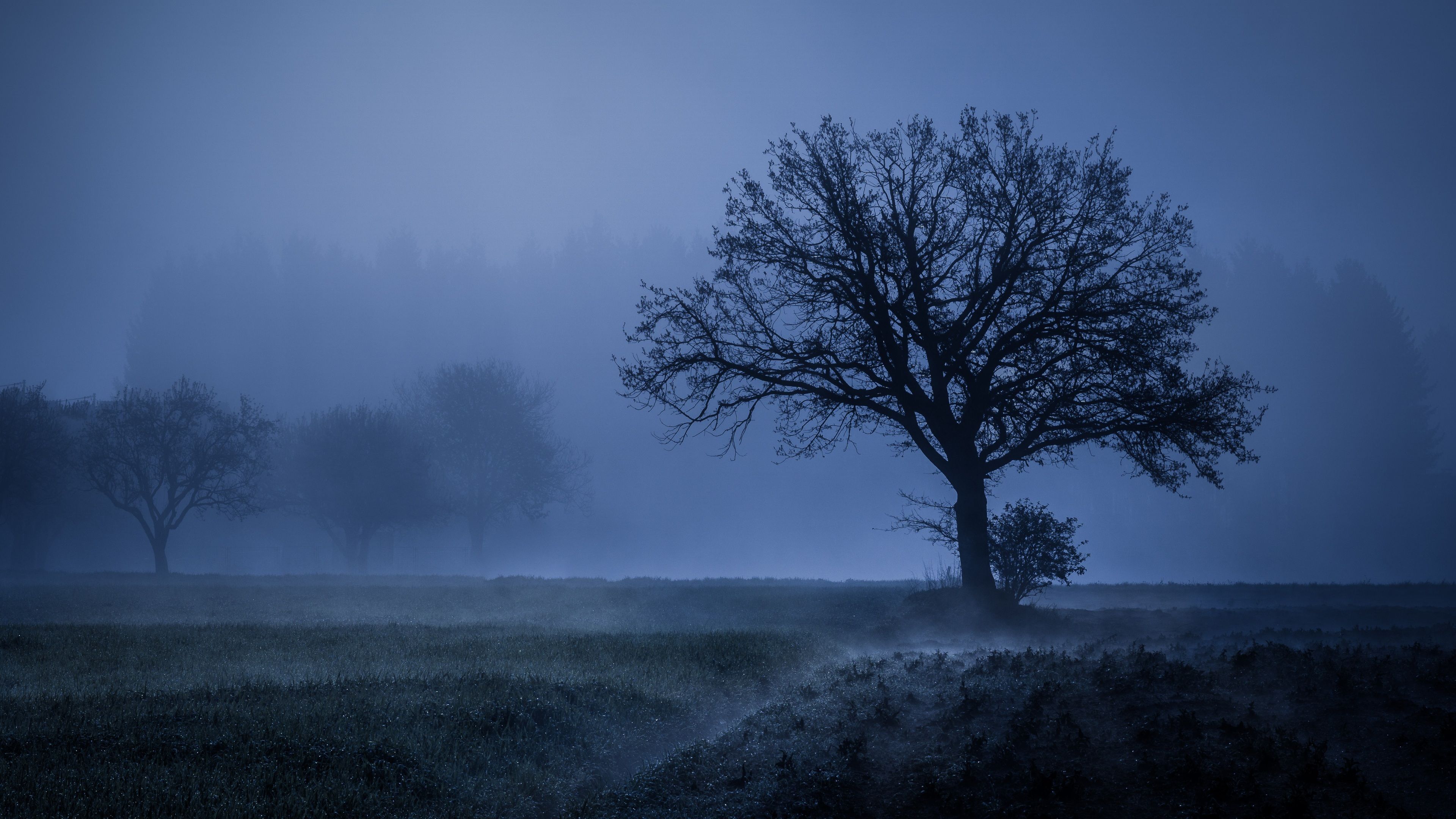 Field Fog Trees Blue Weather Cold 4k