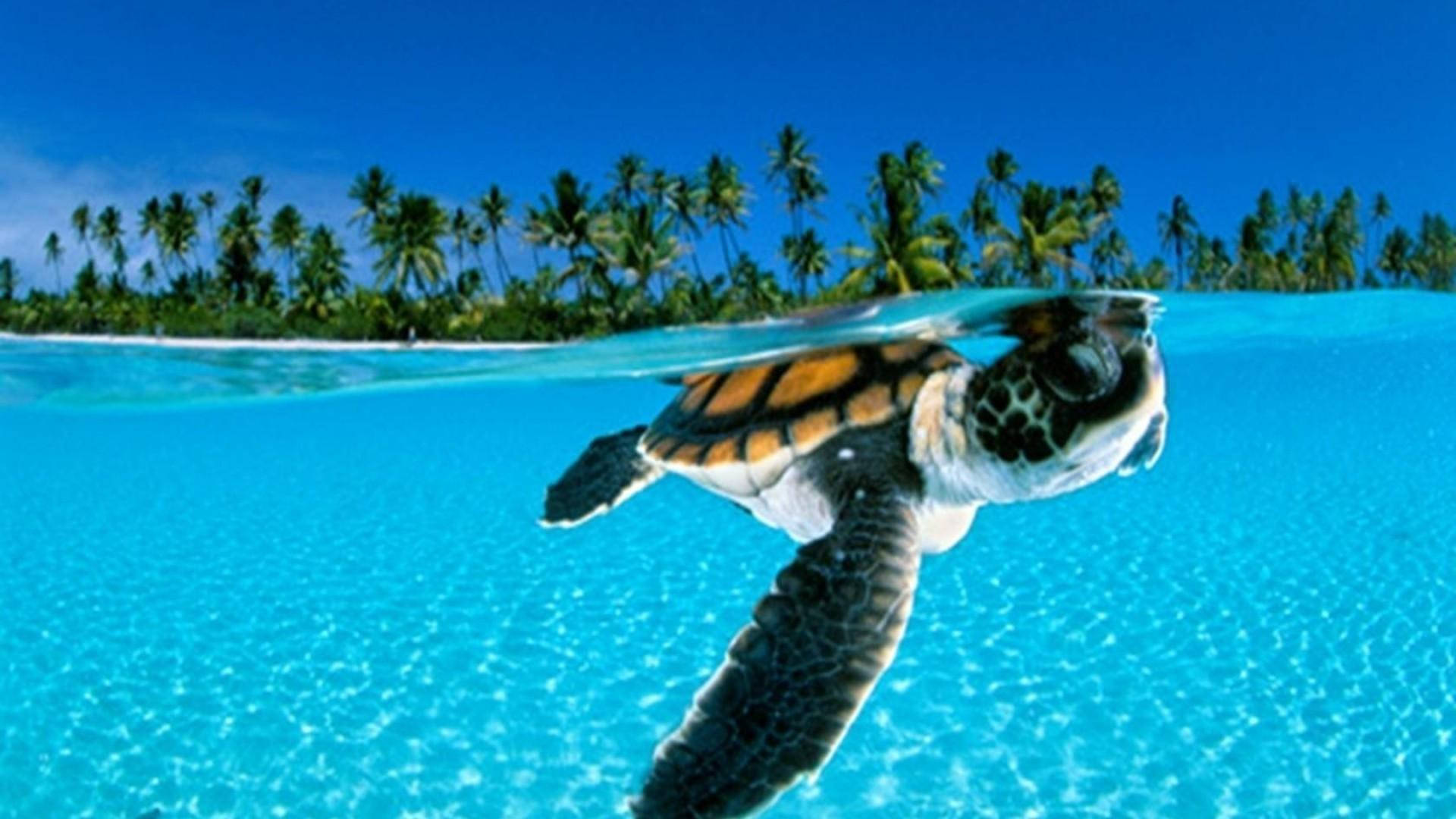 Download Sea Turtle Cruising On A Clear Blue Ocean Wallpaper