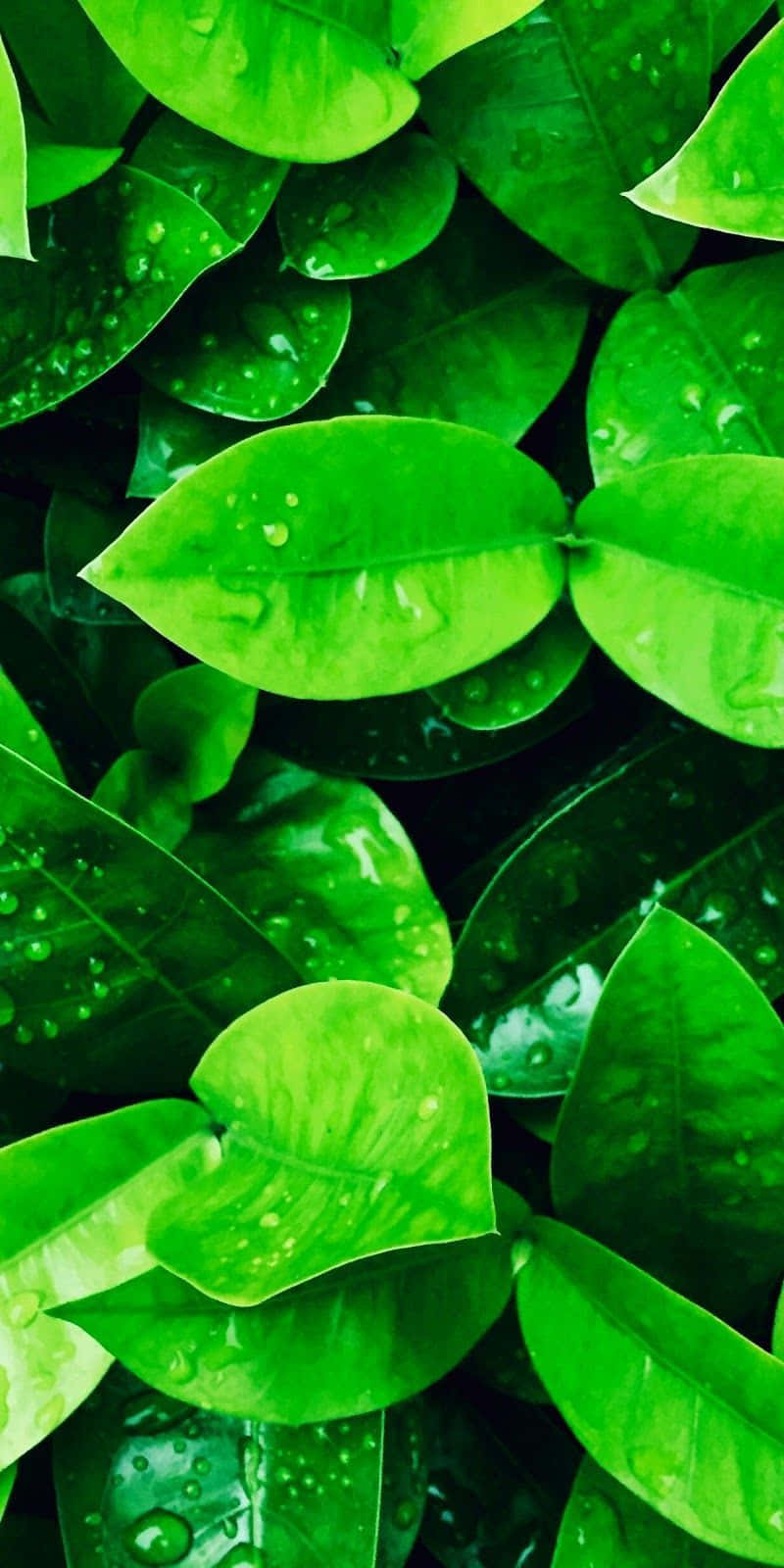 Green Nature iPhone Wallpaper