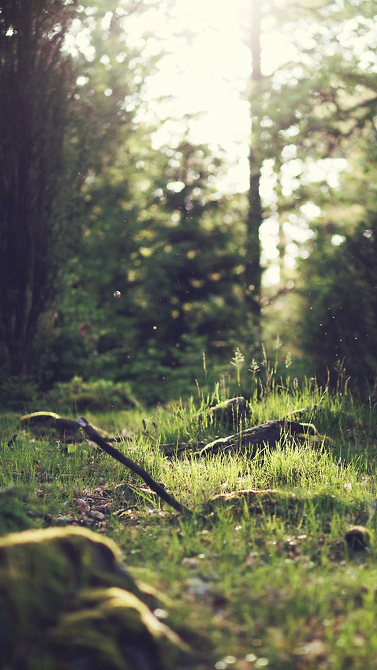 Wallpaper. Preppy Wallpaper. Nature