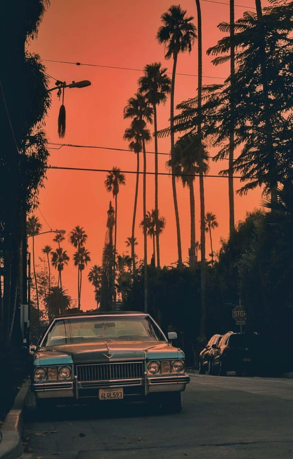 Palm Trees In The Background Wallpaper